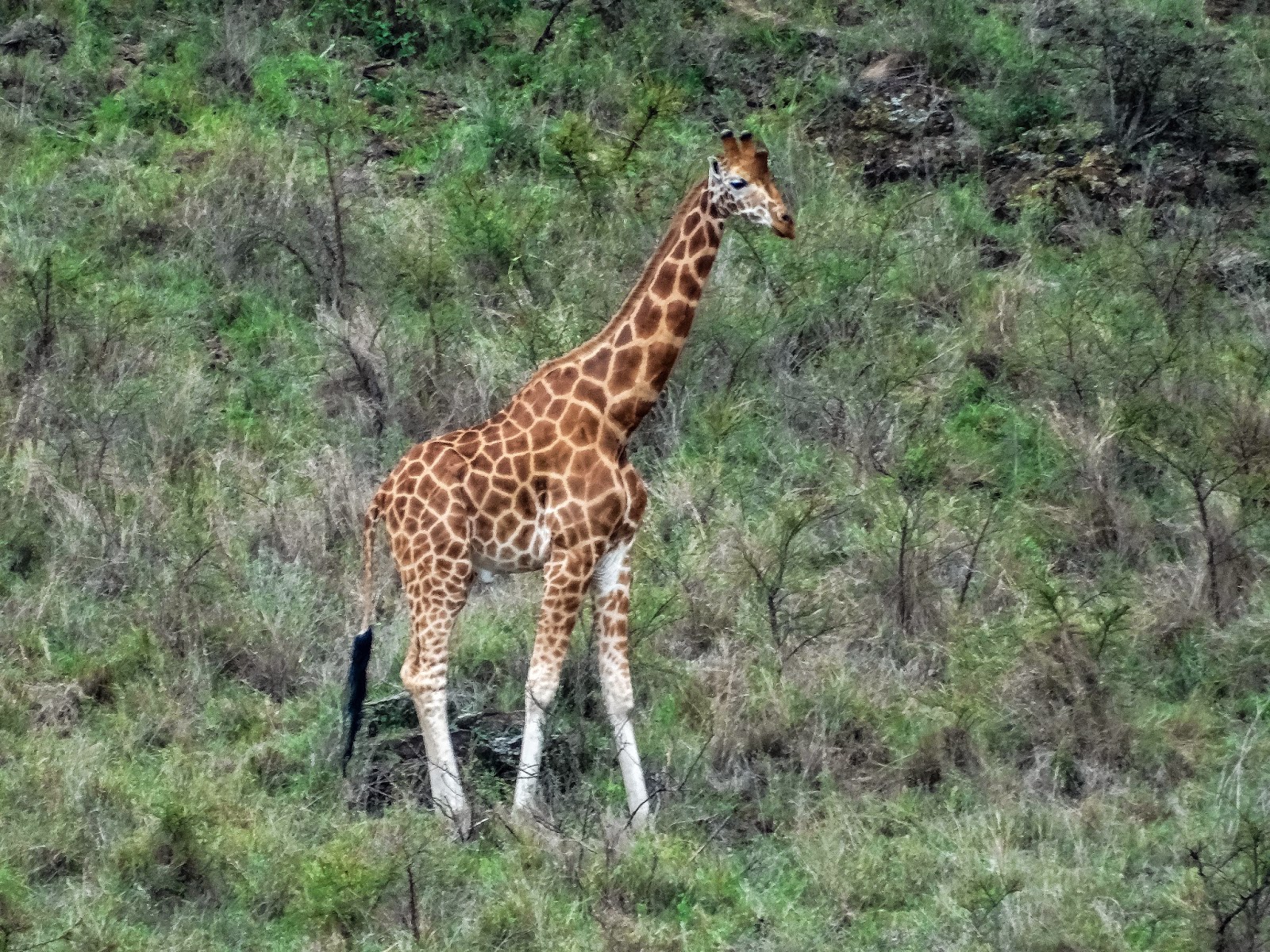 Cannundrums: Rothschild's Giraffe