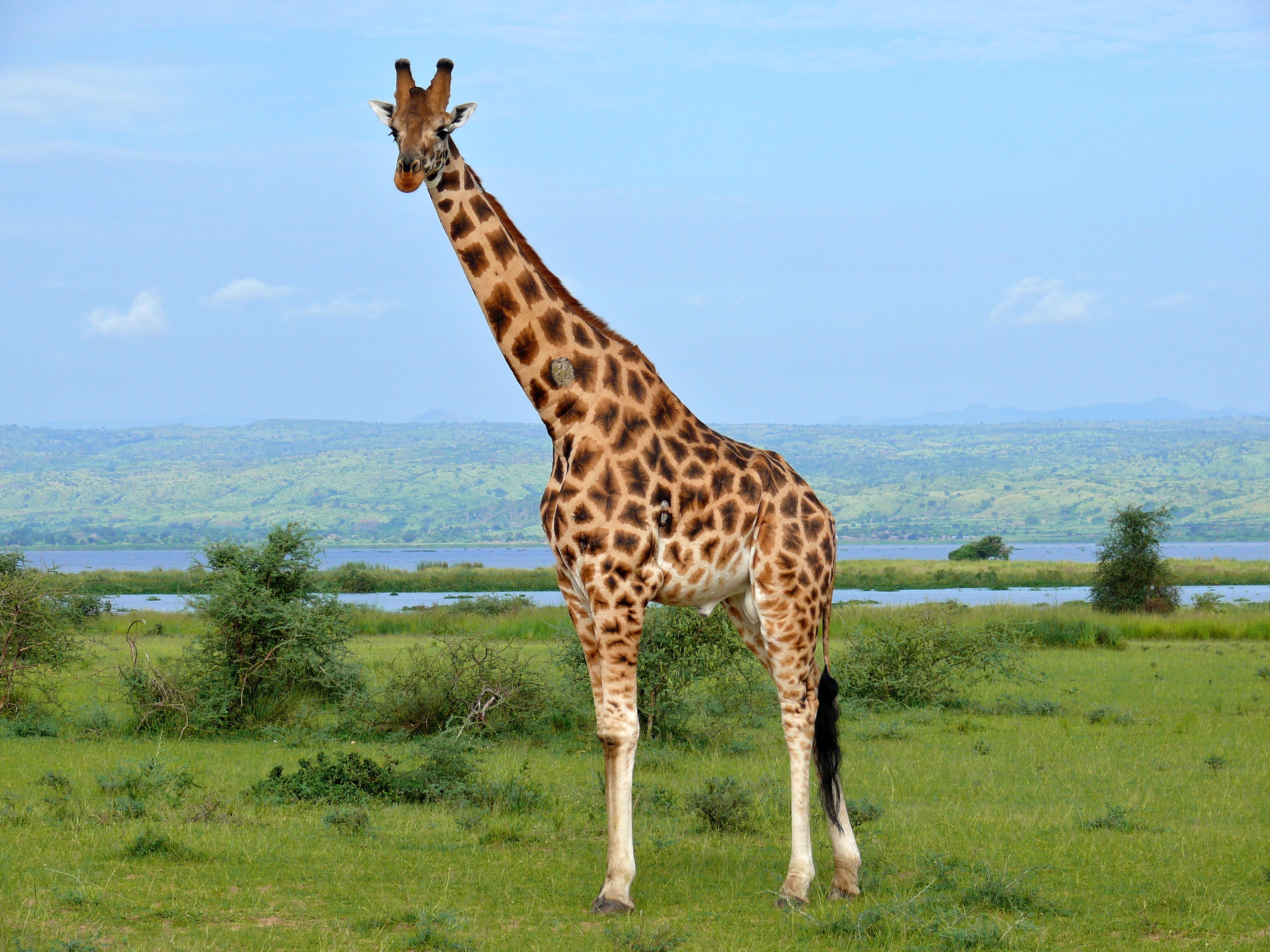 File:Rothschild's Giraffe (Giraffa camelopardalis rothschildi) male ...