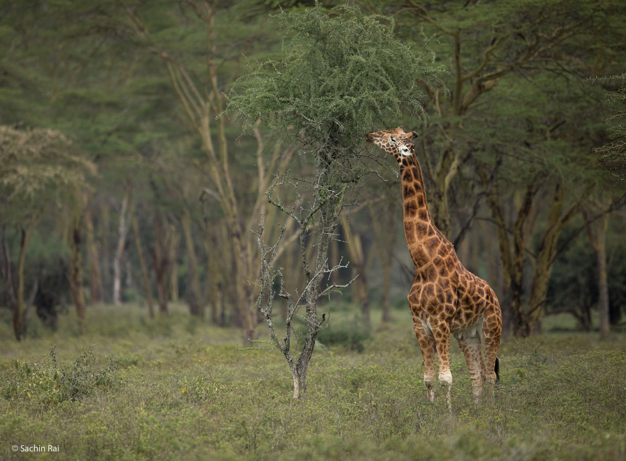 Rothschild's giraffe, Lake Nakuru: Wildlife of Kenya, Africa