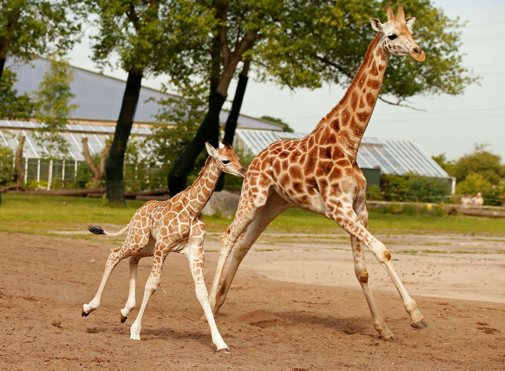 Sanyu (L), a five-day old Rothschild's Giraffe calf, runs with ...