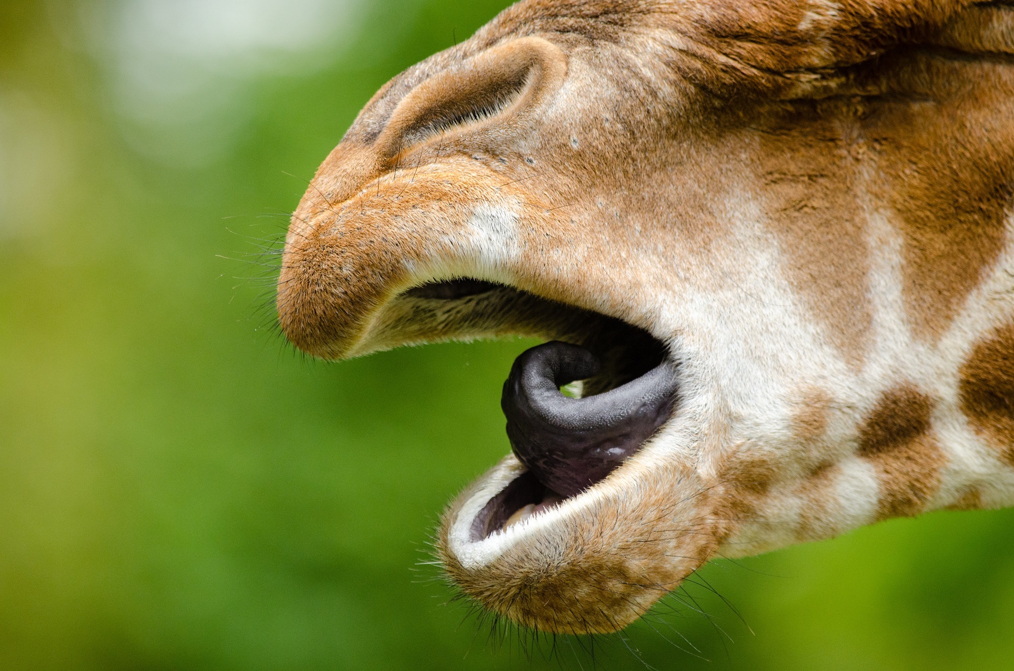 Какие глаза у зверей. Носы животных. Зубы жирафа. Язык жирафа. Глаза жирафа.