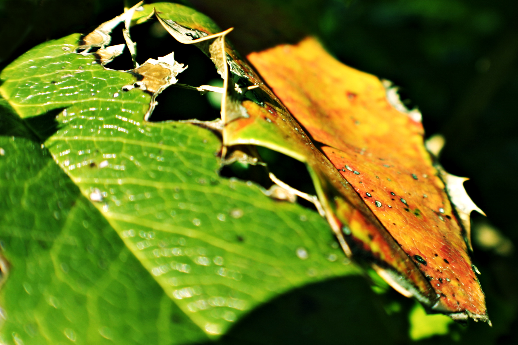 Rotten leaf photo