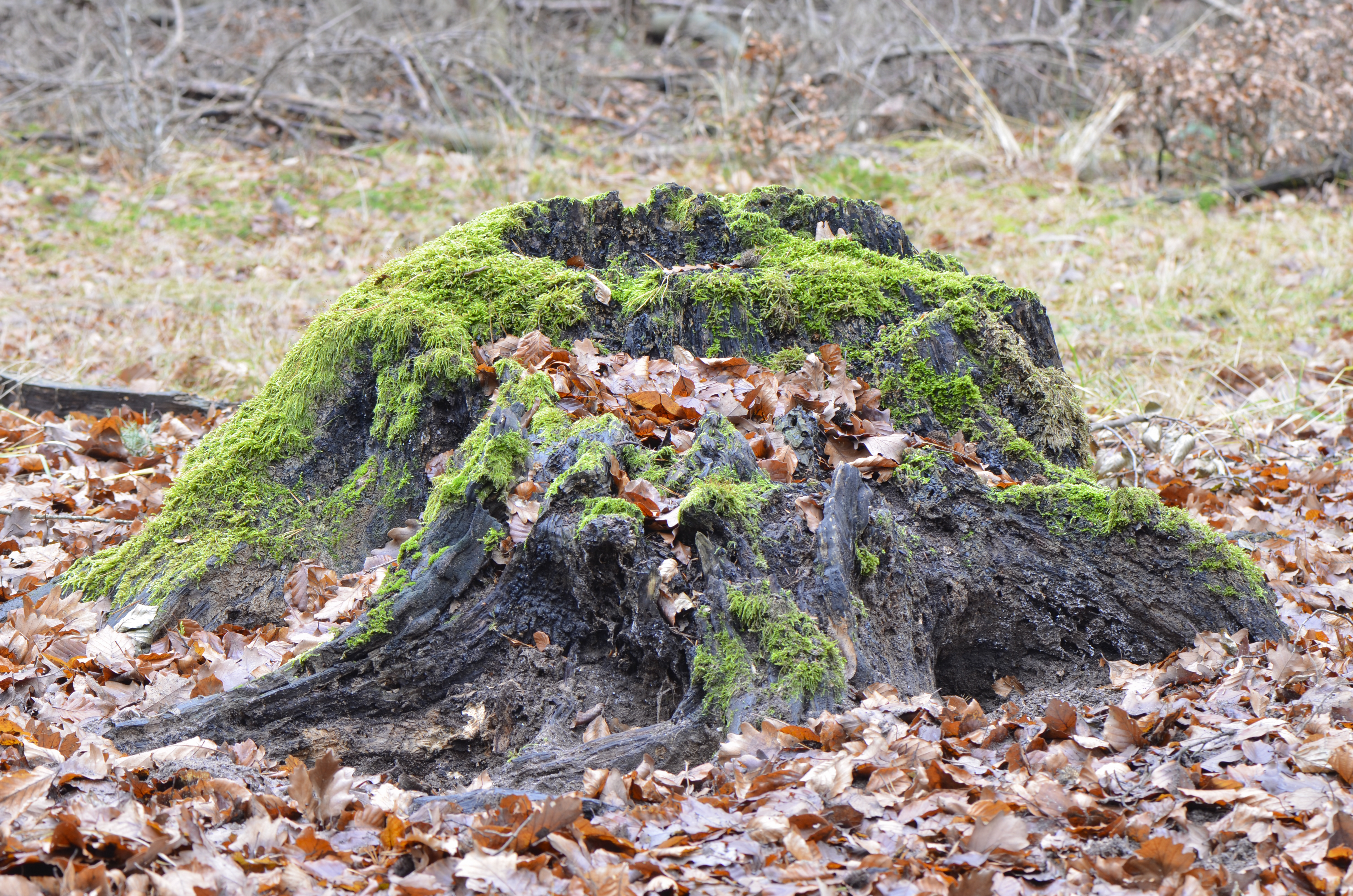 File:Rotten stumb covered with moss and leaves - verfallener ...