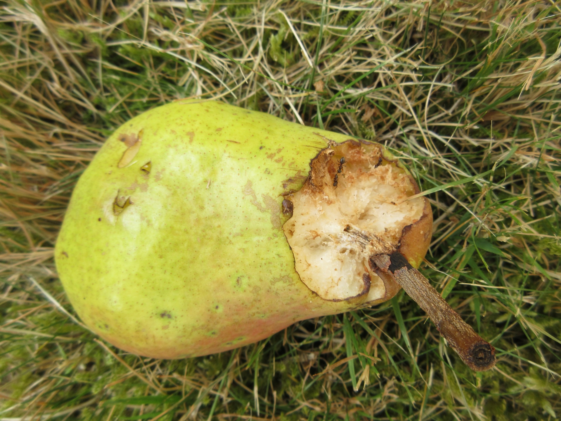 Rotten Pear Free Stock Photo - Public Domain Pictures