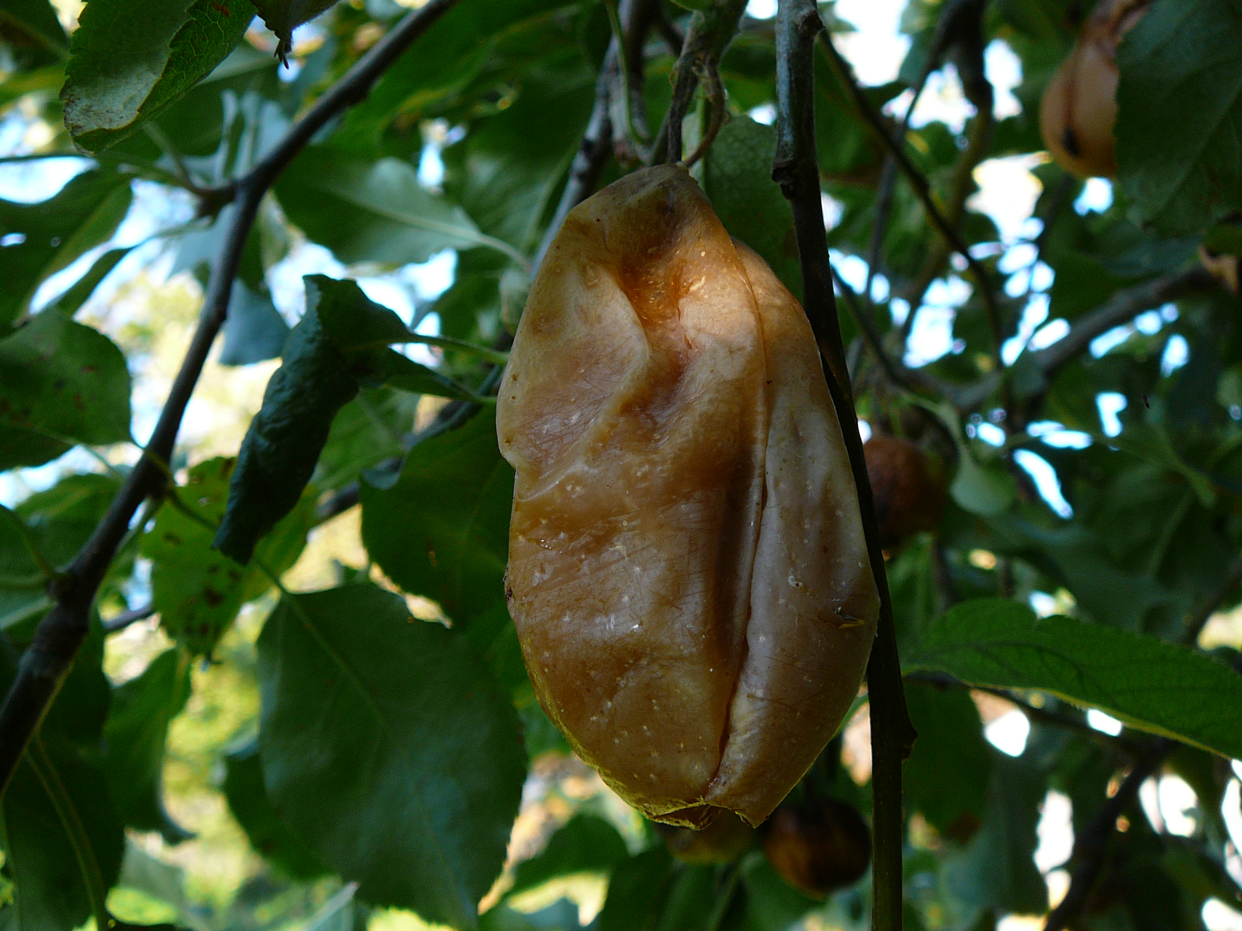 Apples shriveling and rotting on the tree - Ask an Expert