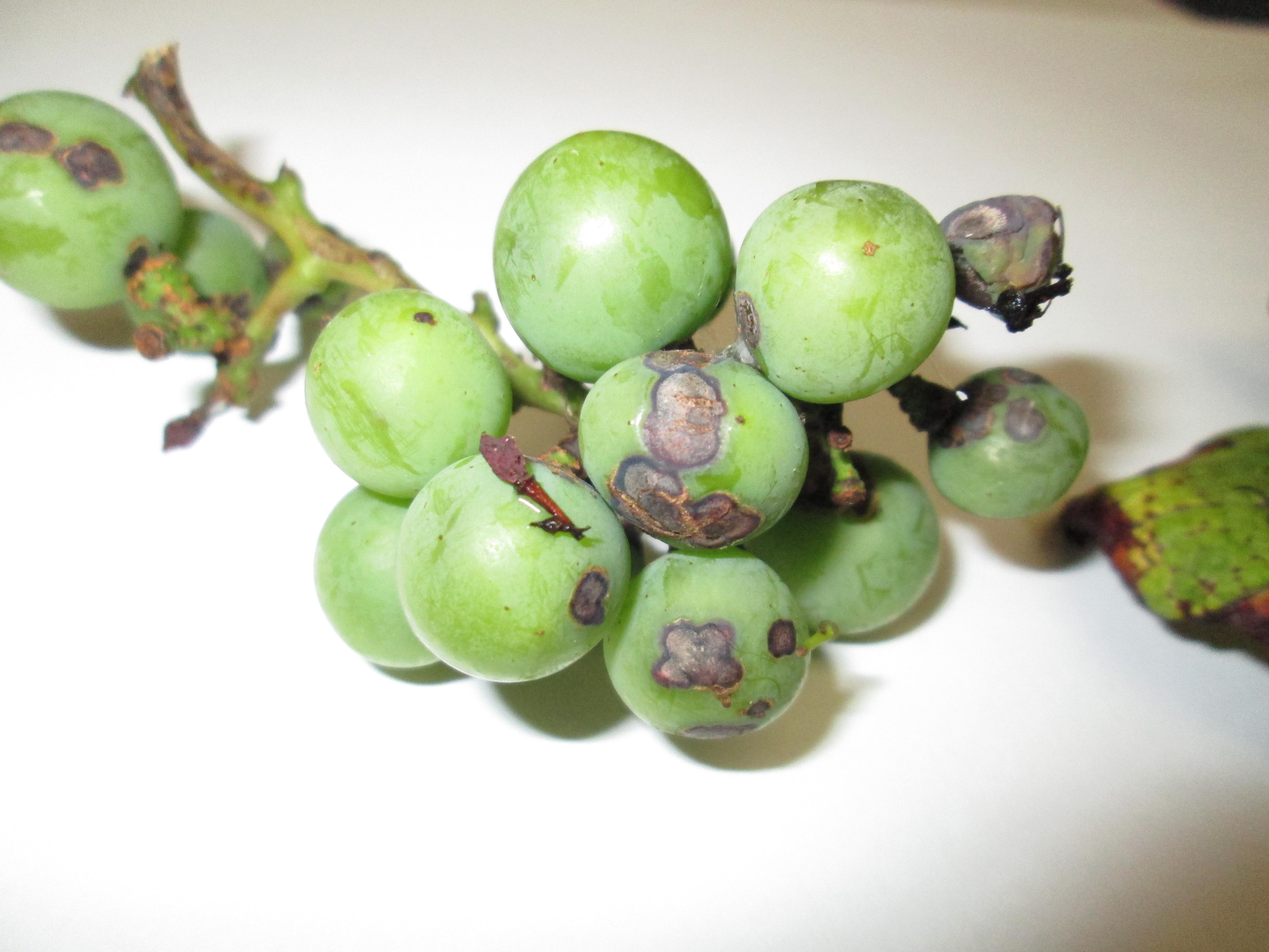Fungal disease makes Concord grapes a poor choice for ENC - News ...