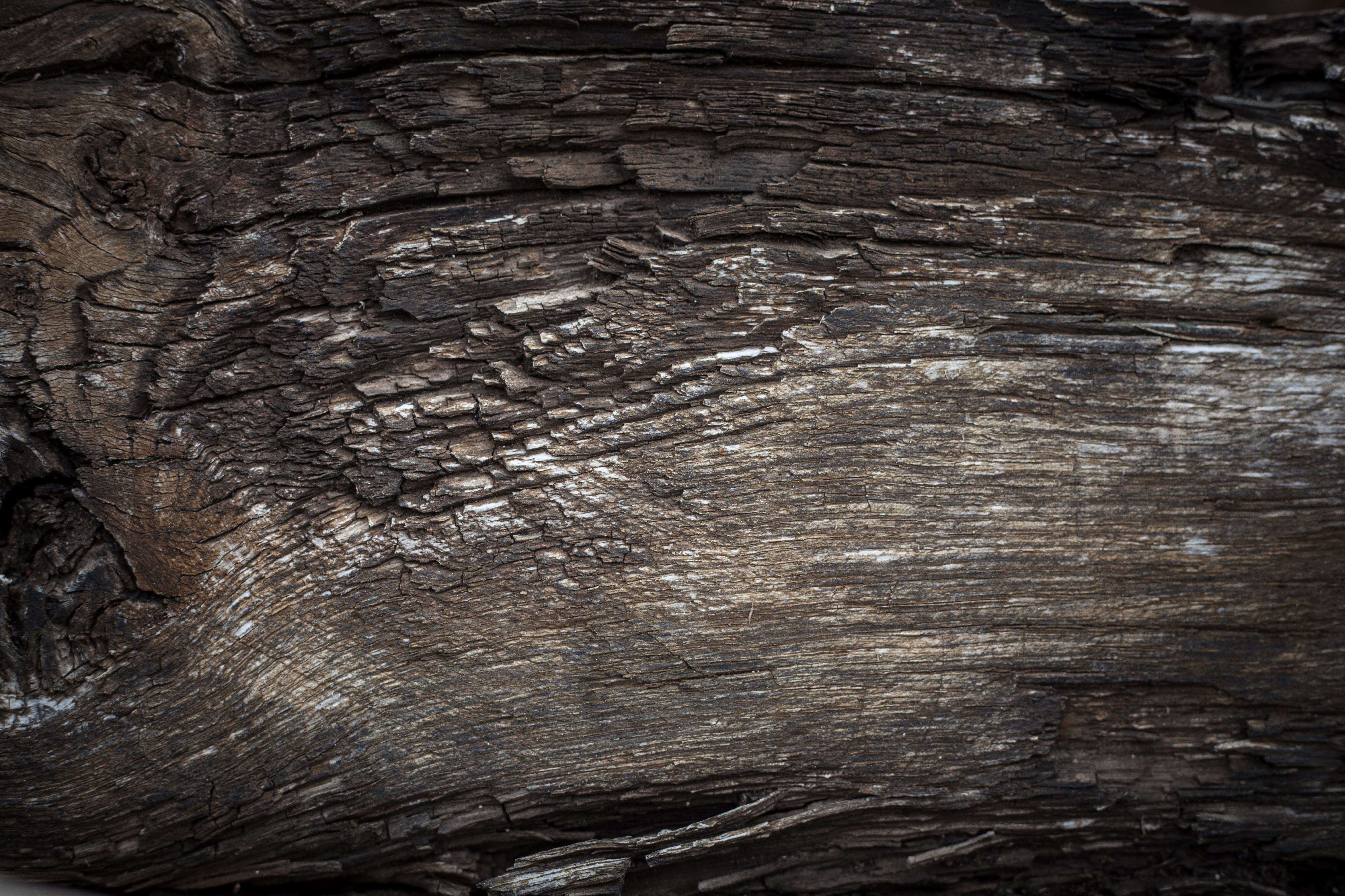 Rotten wood texture photo
