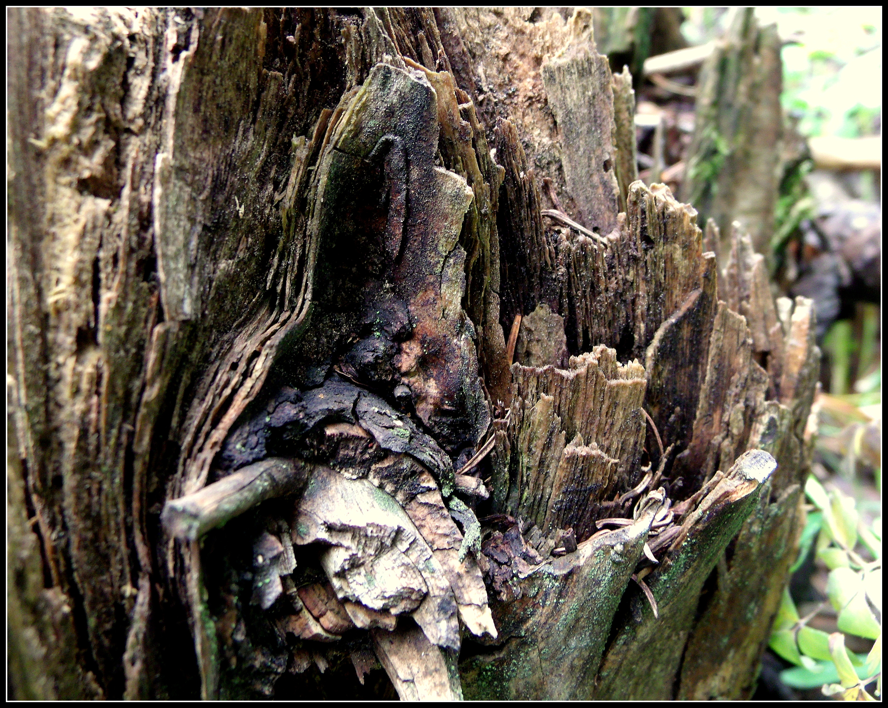 rotting tree stump | Scott's Place...Images and Words