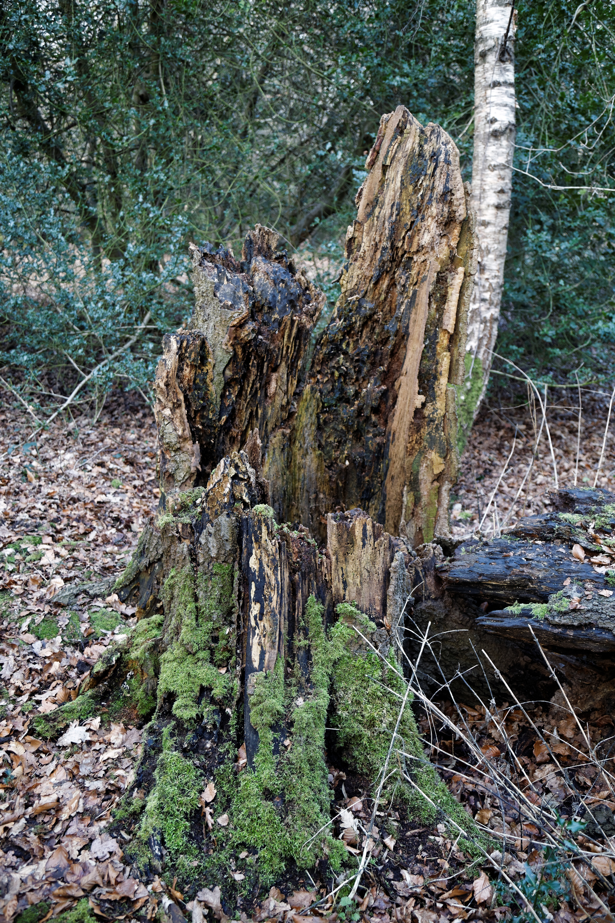 File:Epping Forest High Beach Essex England - rotted tree stump.jpg ...