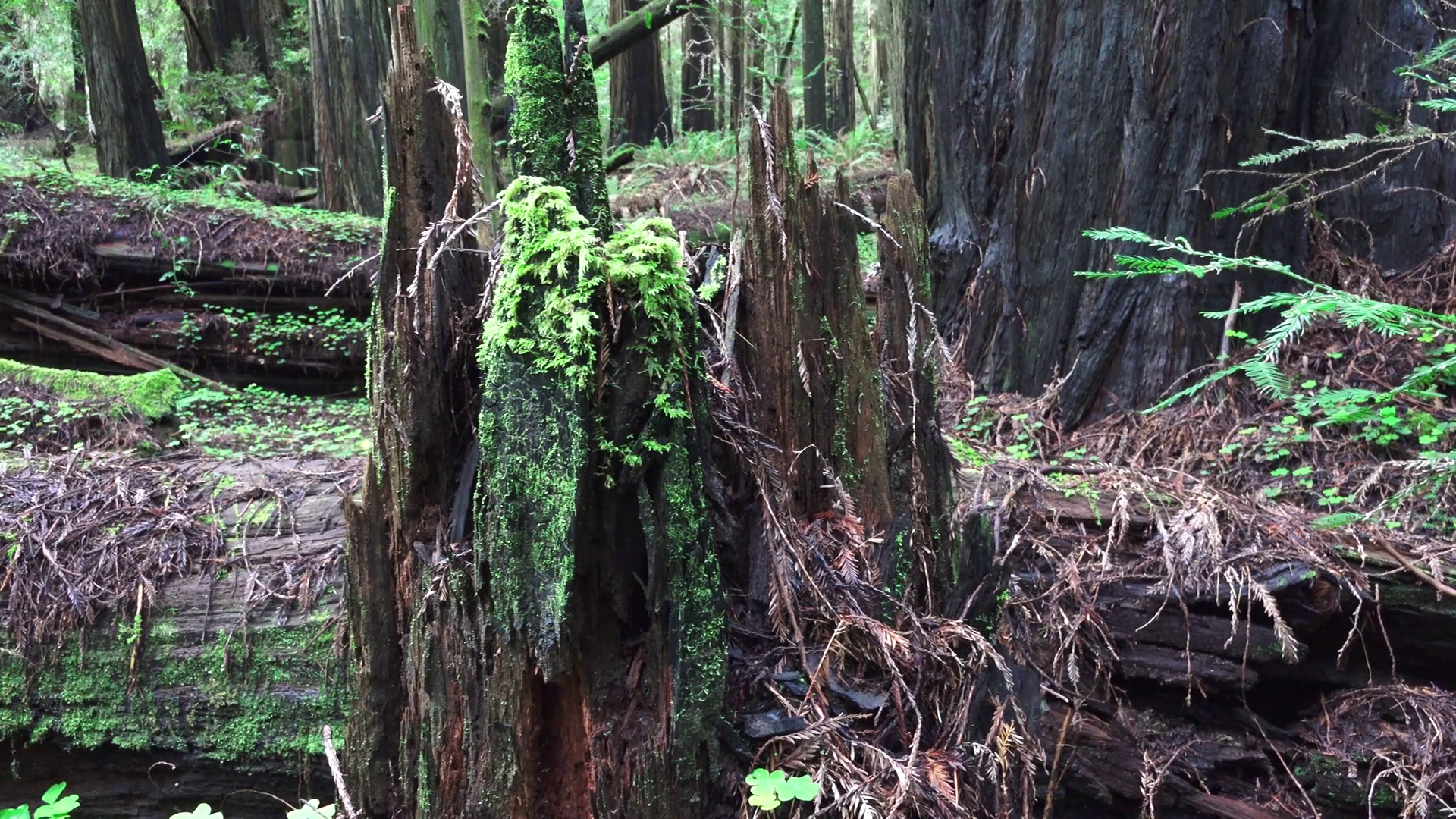 Slider going past the rotting tree stump in the redwood forest where ...