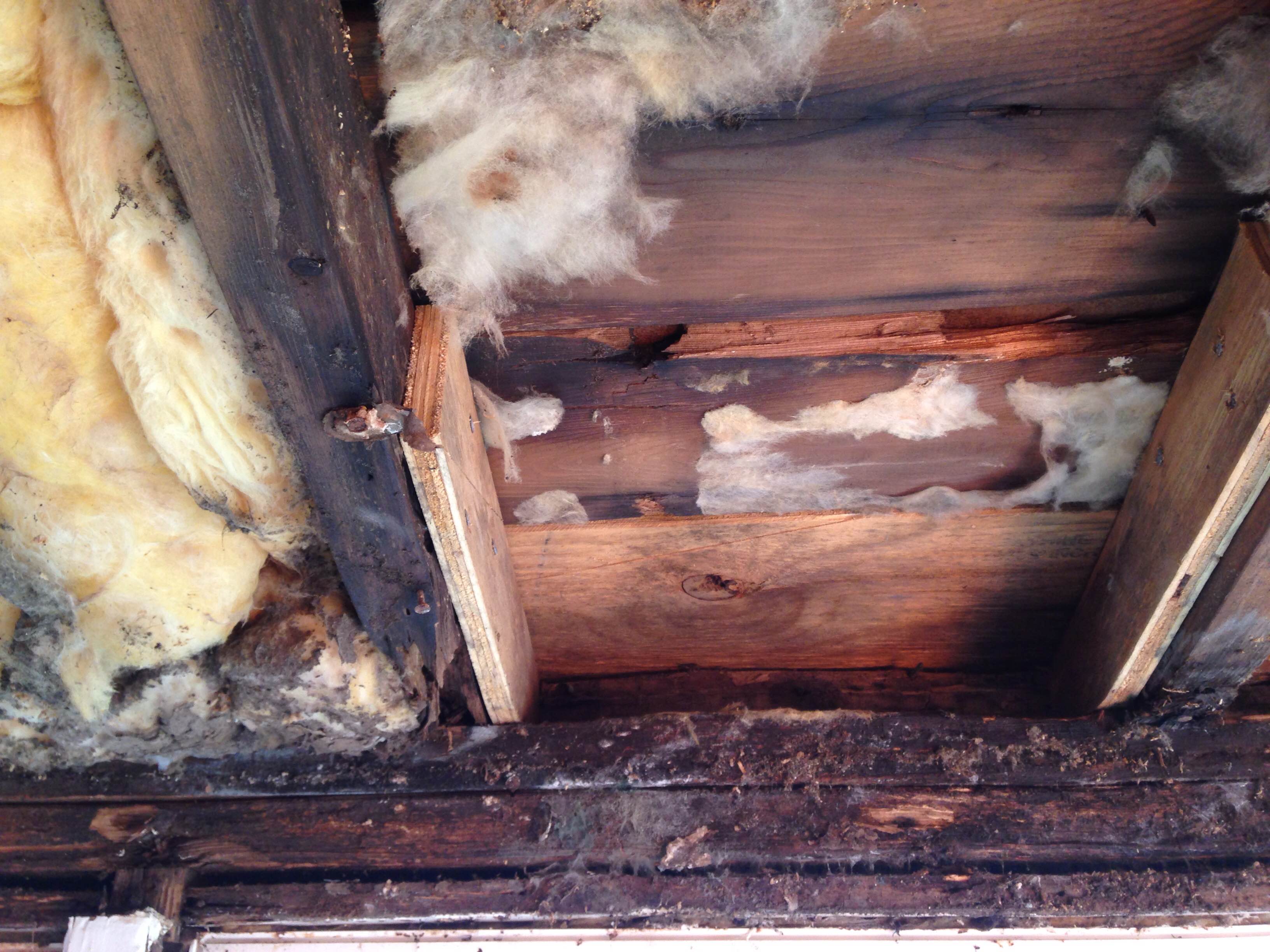 framing - What to do about a rotten top plate in the wall of old ...