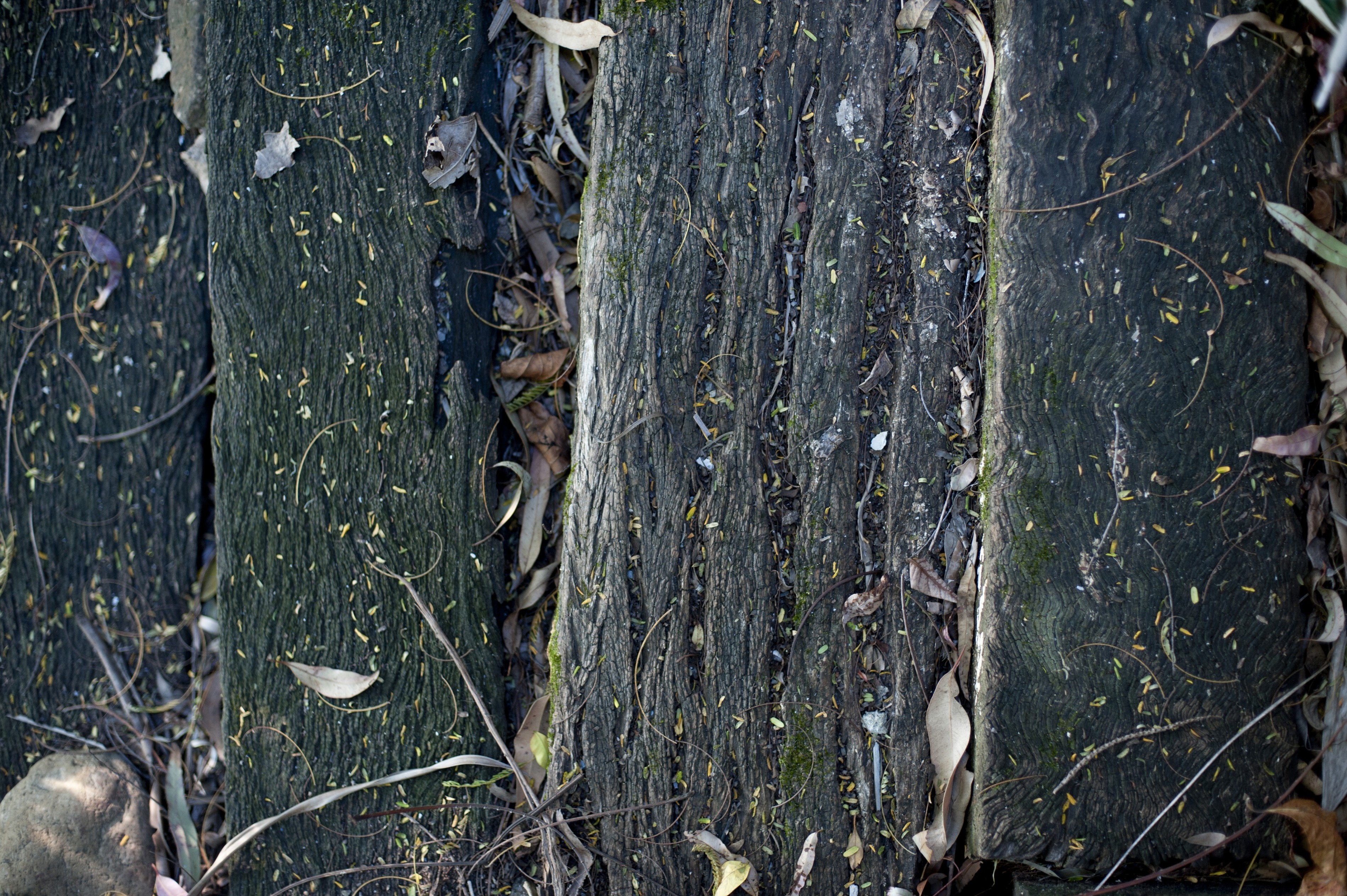 Rotten wood | Free backgrounds and textures | Cr103.com