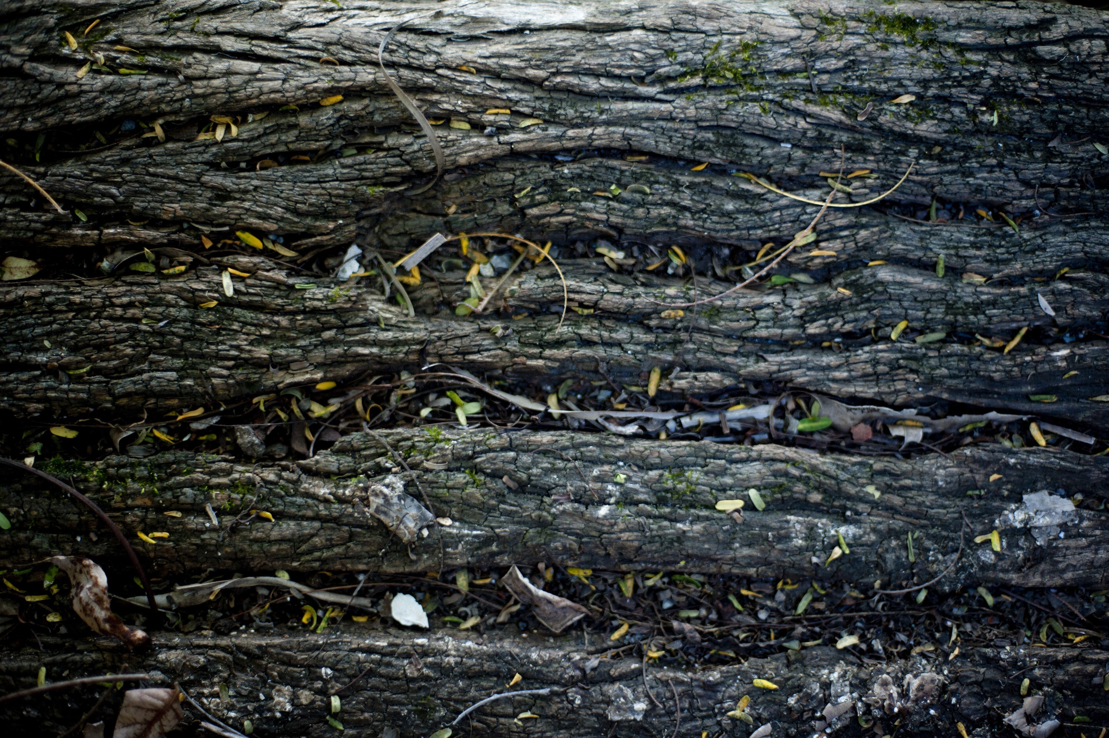 Background of decaying wood | Free backgrounds and textures | Cr103.com