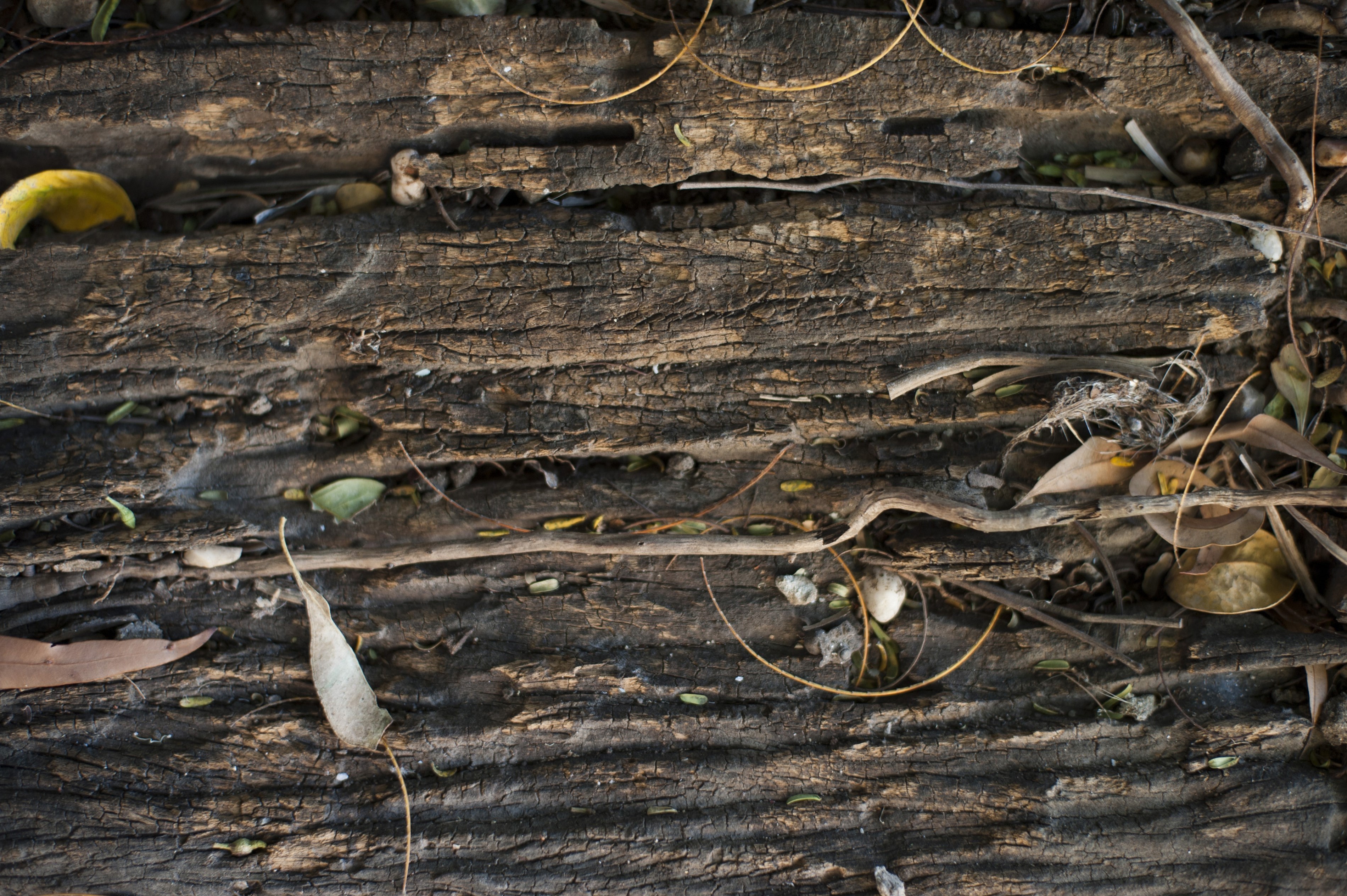 Background of rotting wood | Free backgrounds and textures | Cr103.com