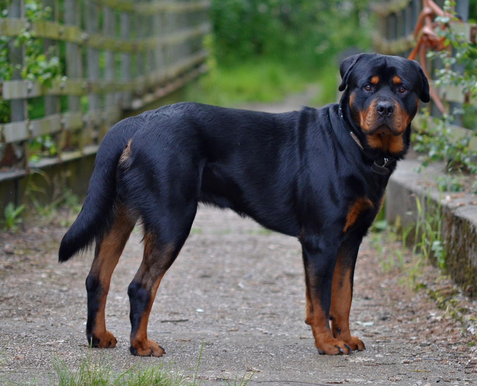 Rottweiler - Temperament, Puppy, Facts For Kids, Price, Pictures ...