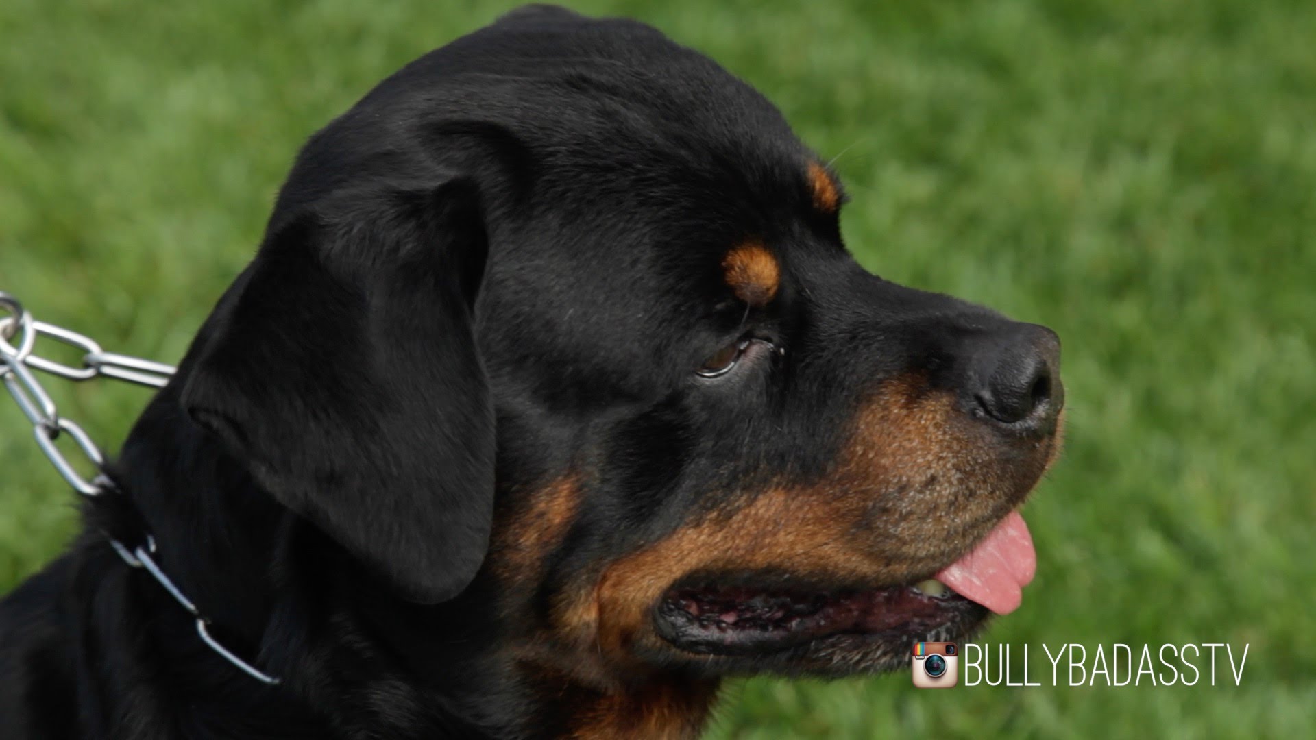 ROTTWEILER: A DOG LOVER'S INTRODUCTION - YouTube
