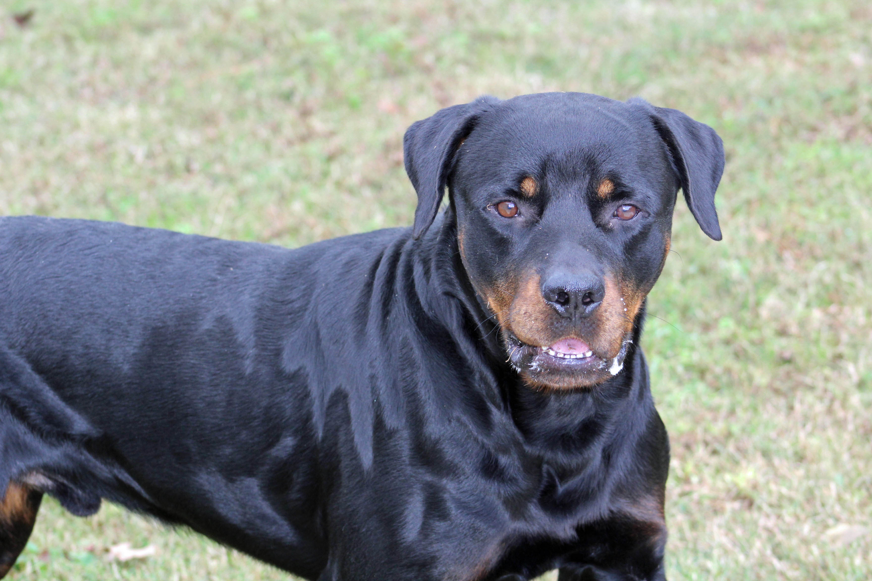 Southern States Rescued Rottweilers