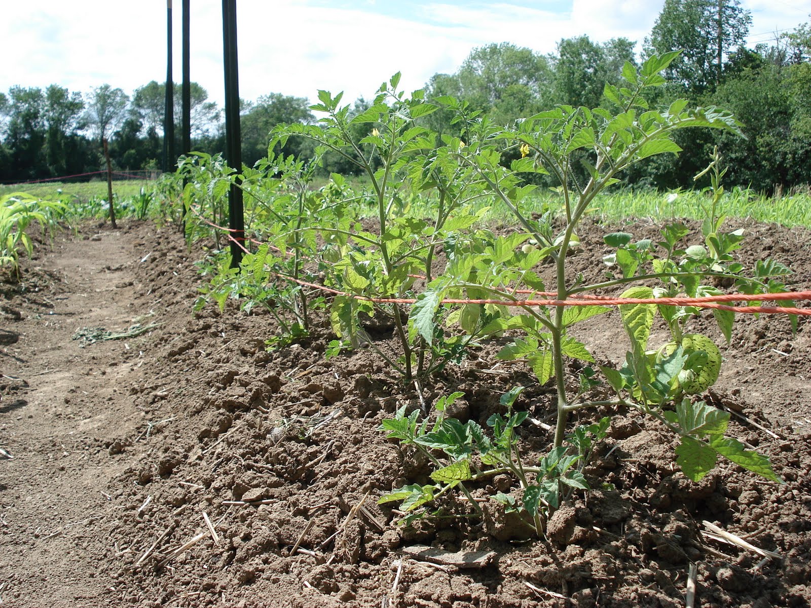 Row of tomatoes photo