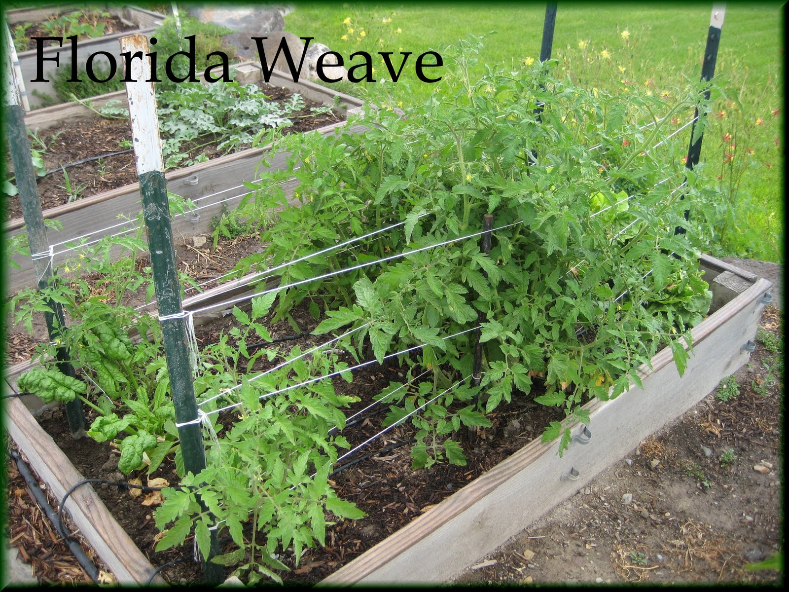 Enjoyingtheharvest: Staking Tomatoes- Florida Weave