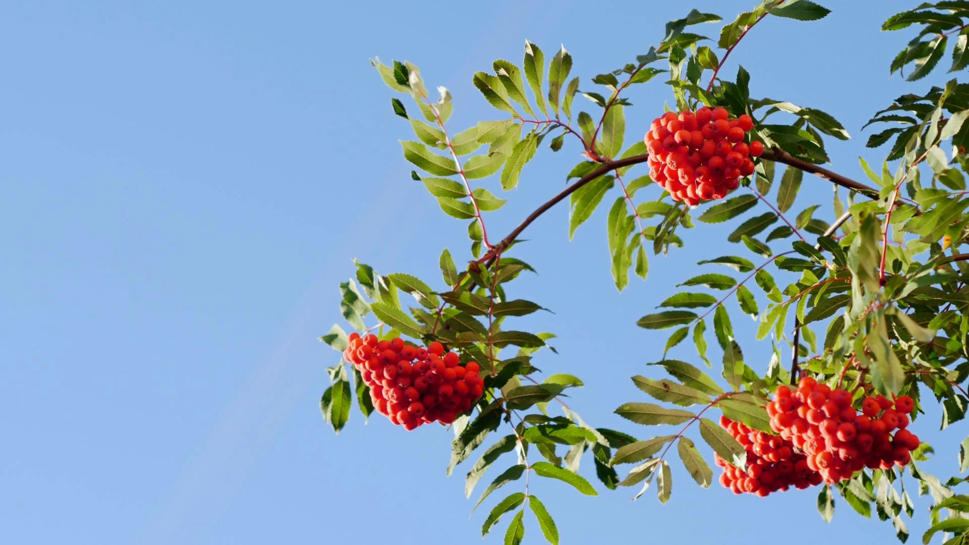 Rowan berries, Mountain ash tree with ripe berry Stock Video Footage ...