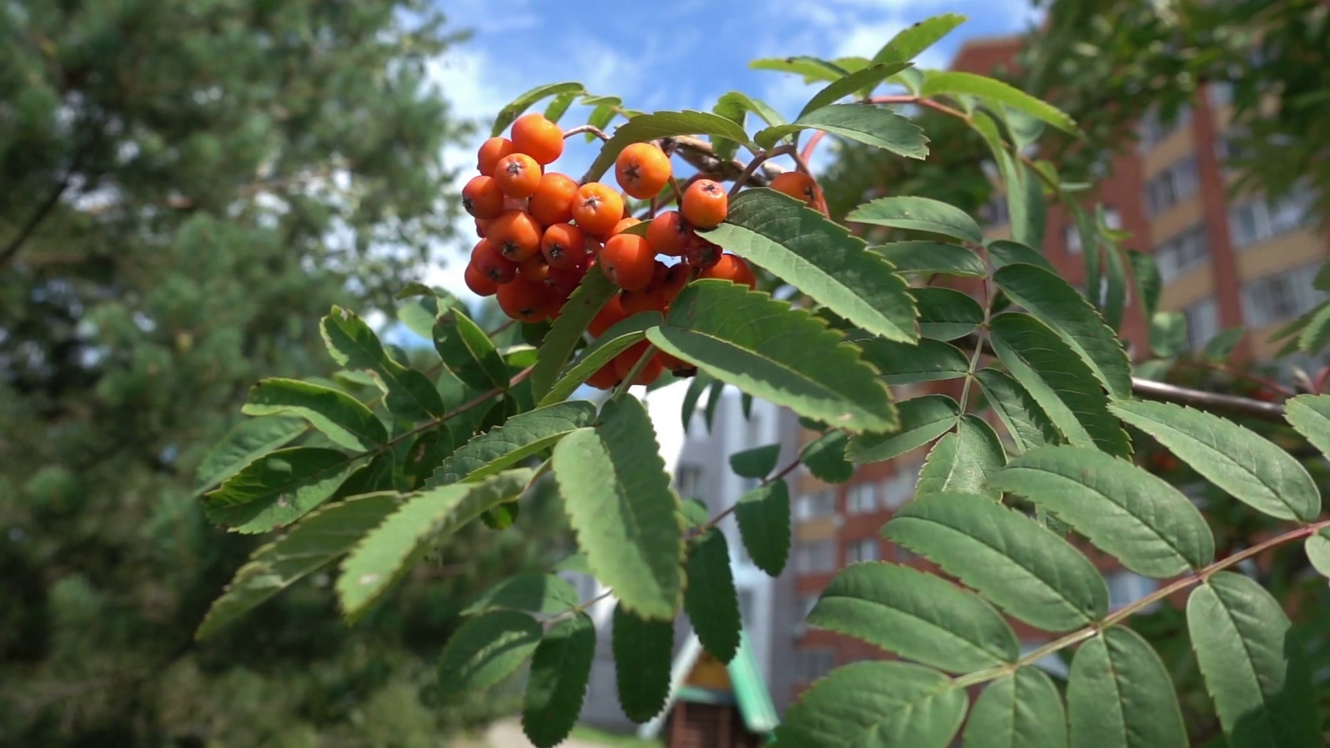 Closeup of orange Rowan berries or Mountain Ash tree with ripe ...