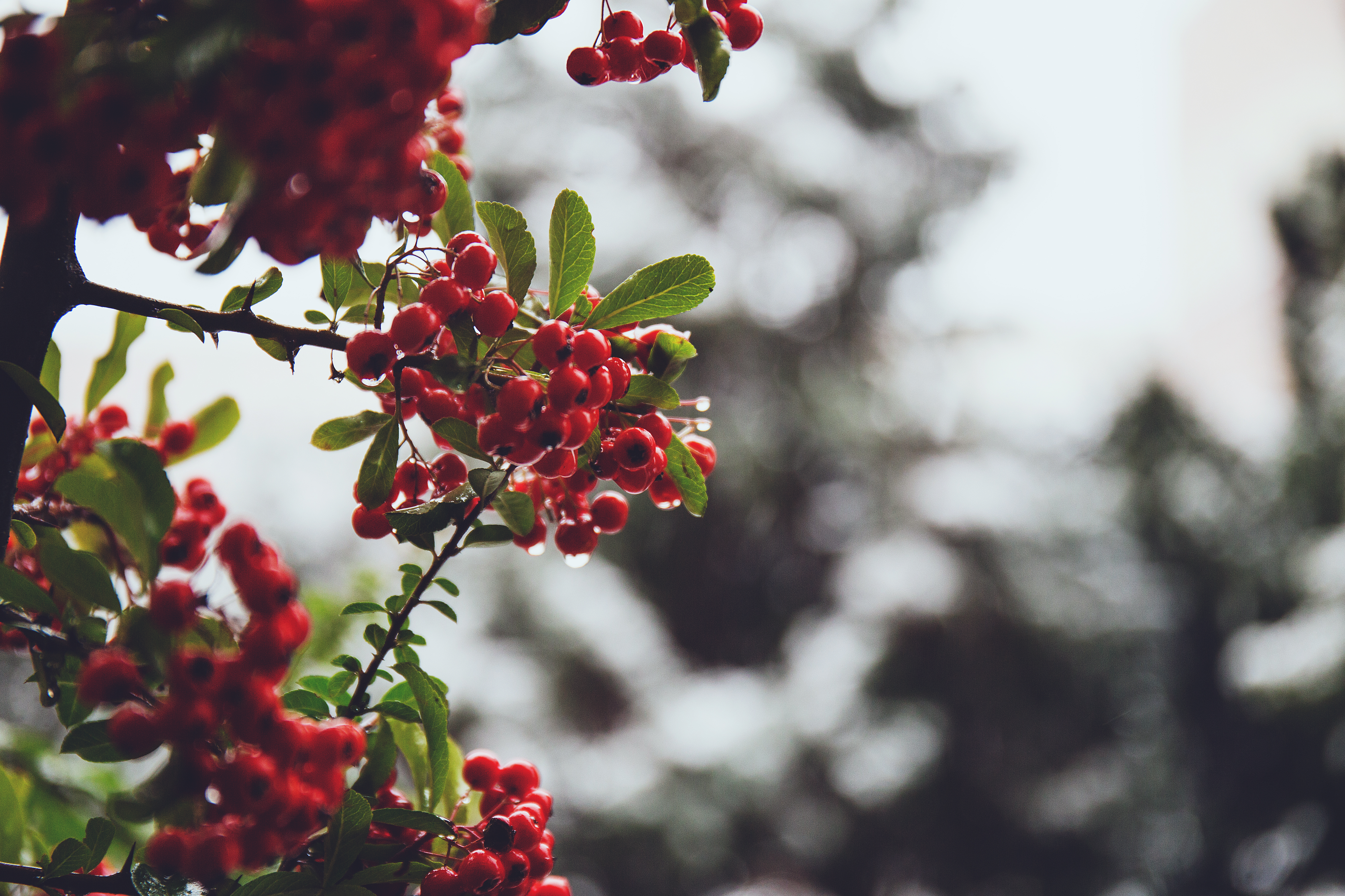 Rowan in December, Blossom, Outdoor, Tree, Snow, HQ Photo