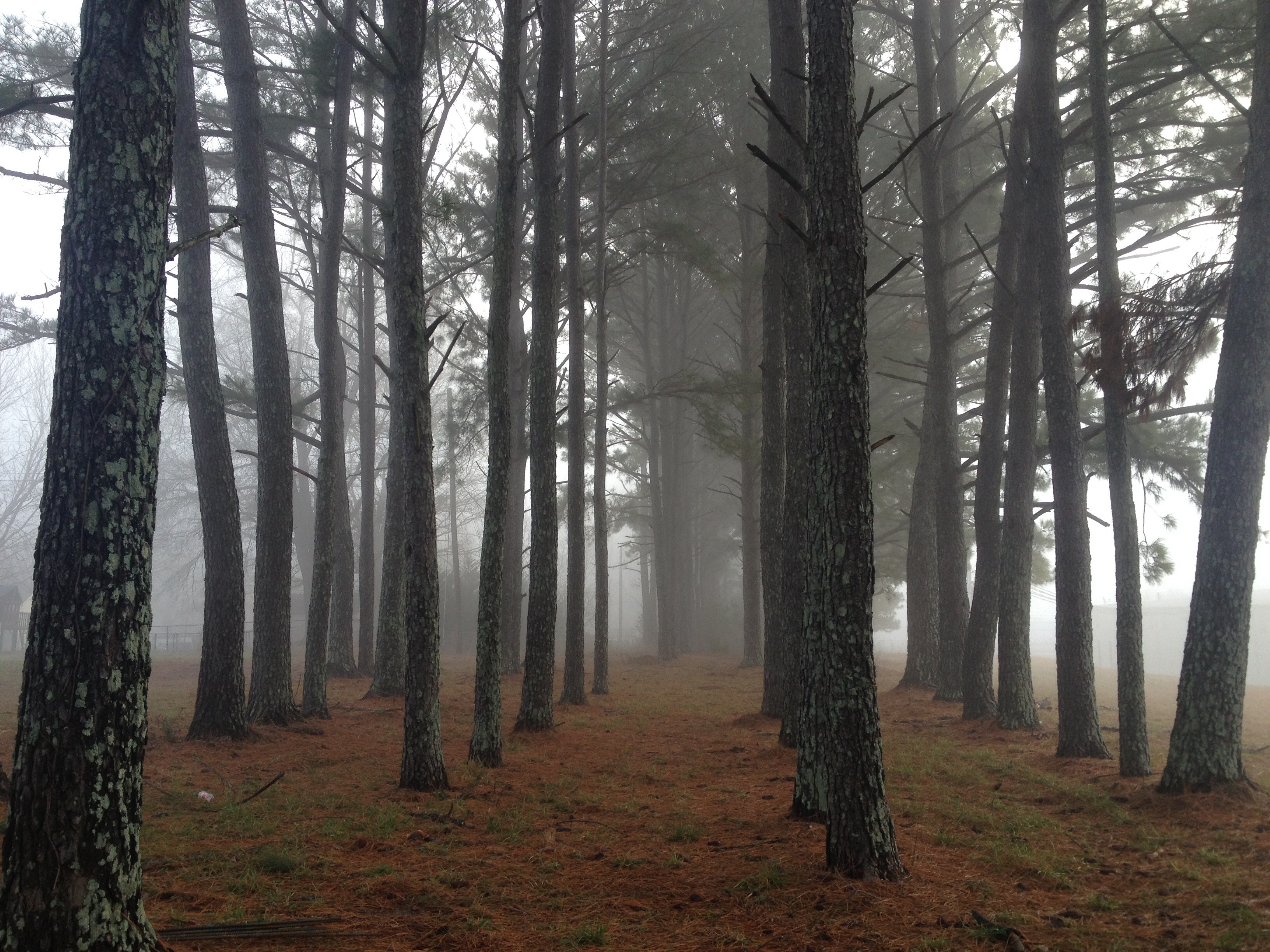 Rows of Trees Amidst Fog, Fog, Forest, Haze, Landscape, HQ Photo