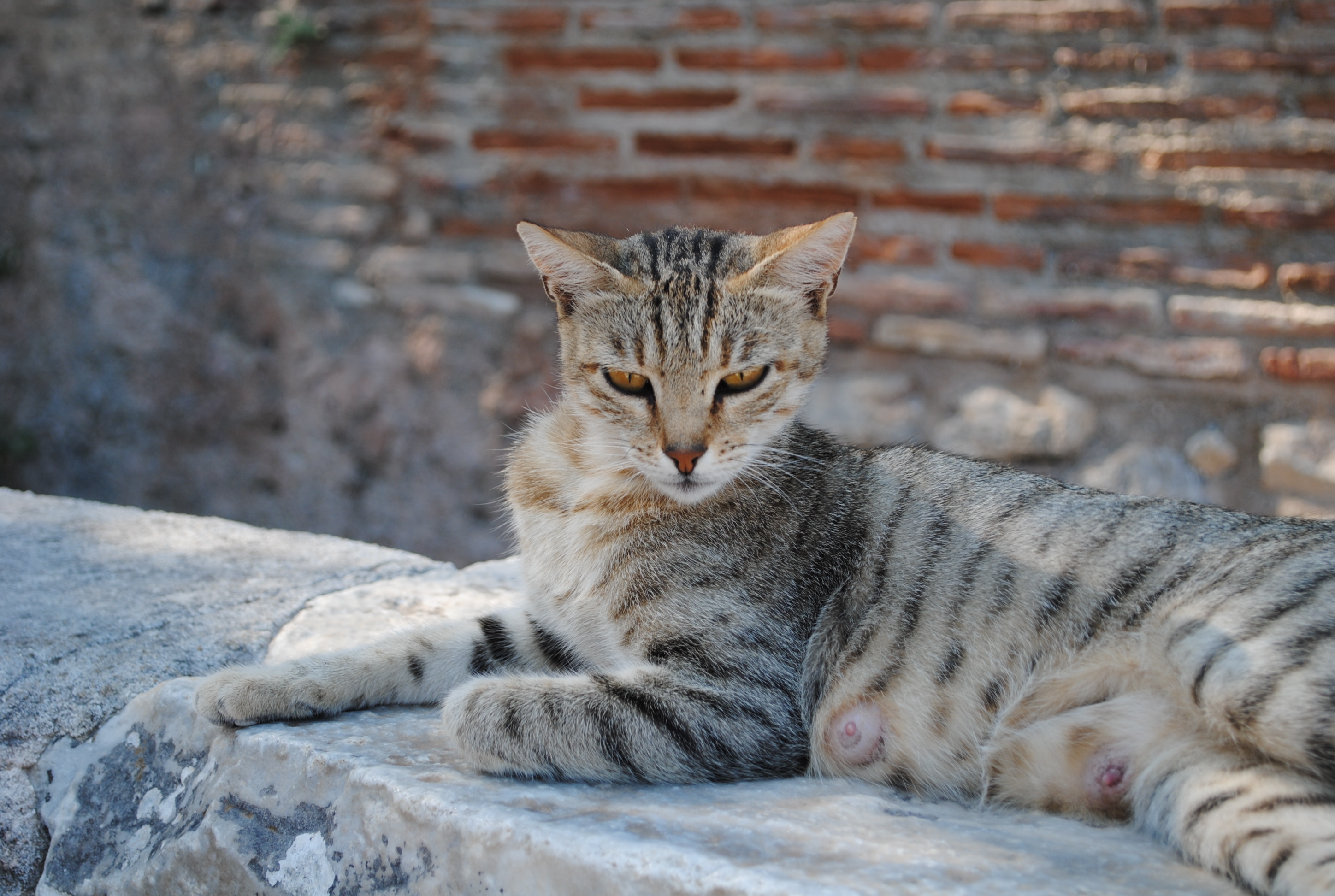 Royal egyptian cat laying on ruins photo