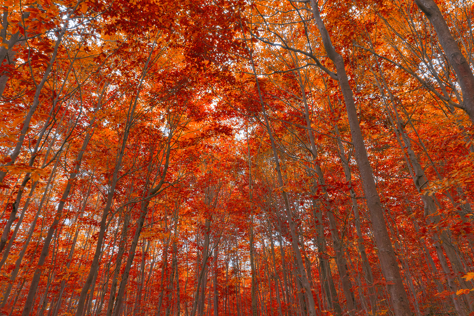 Ruby Fall Forest Foliage - HDR, Scene, State, Somadjinn, Sky, HQ Photo