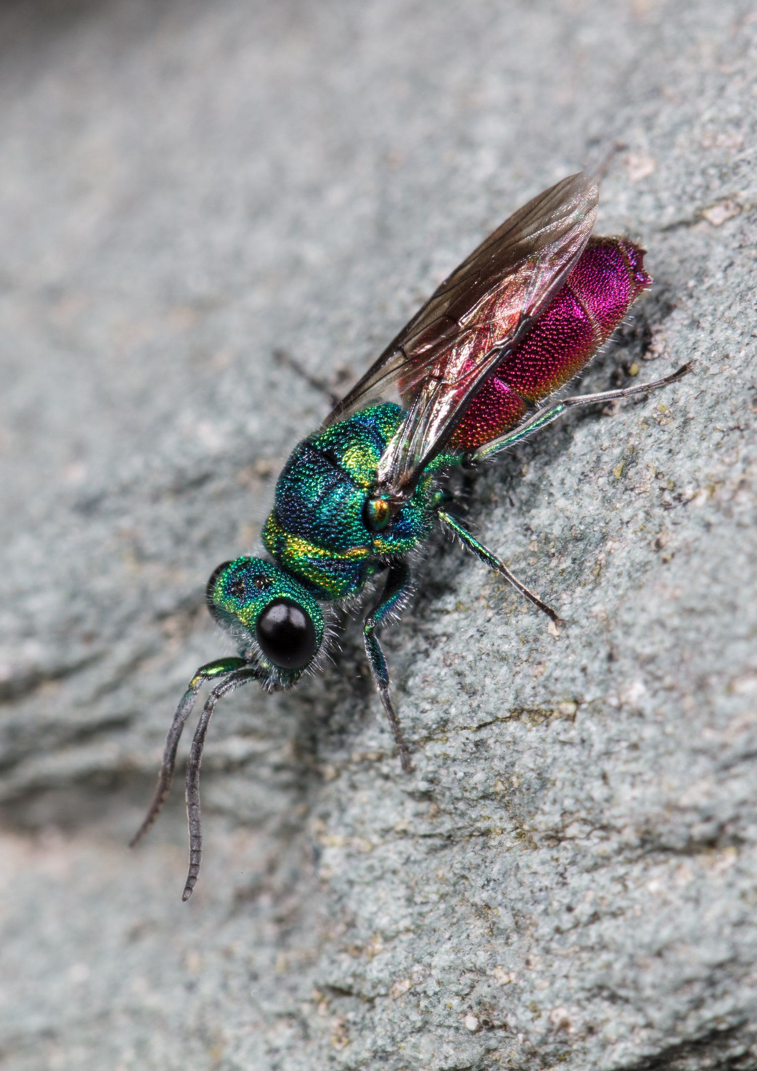 a ruby-tailed wasp | the beautiful outdoors (my website) | Pinterest ...