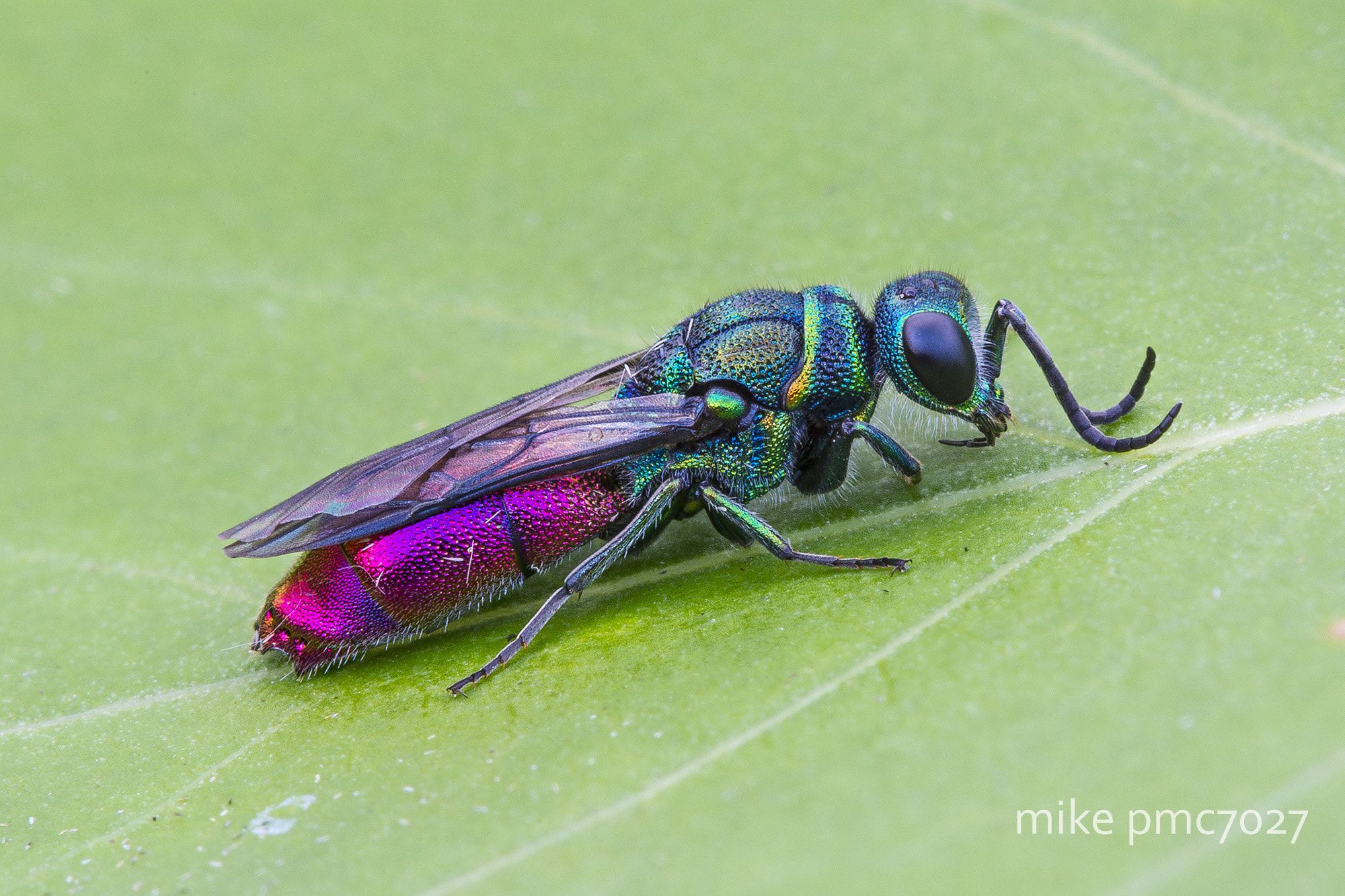 The ruby-tailed wasp - Chrysis ignita | World of insects and flowers ...