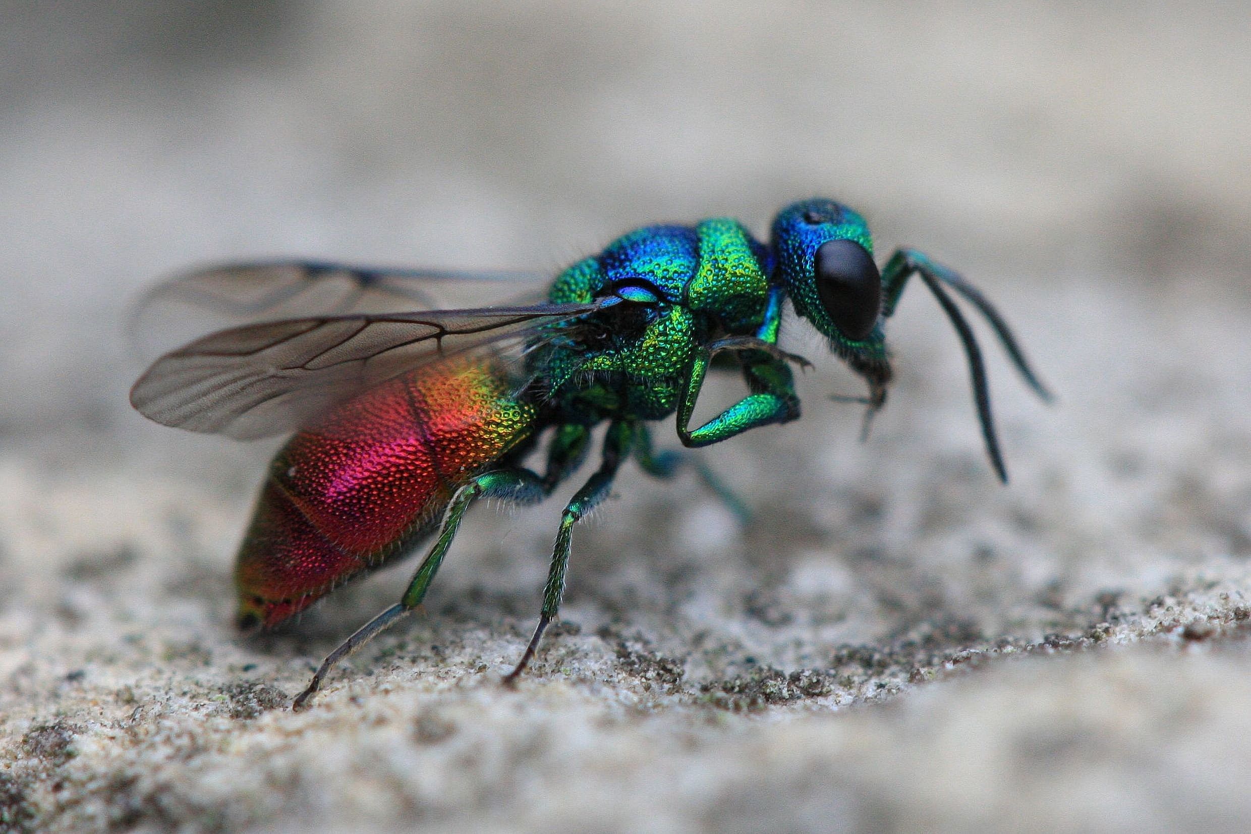 Chrysis ignita - Ruby Tail or Cuckoo Wasp | Butterflies & Insects ...