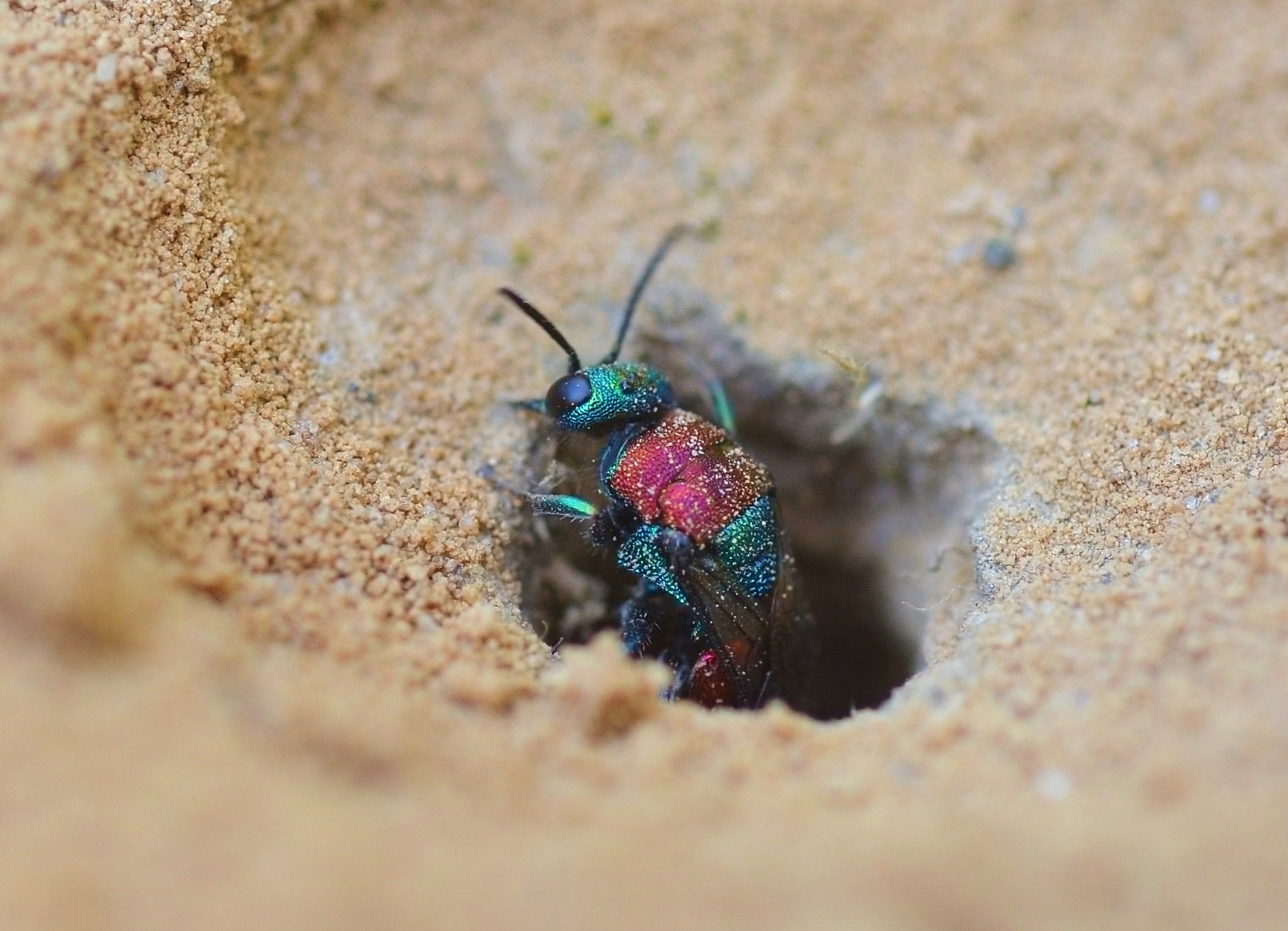 Ruby - tailed wasp | Insect photography : portraits from the micro ...