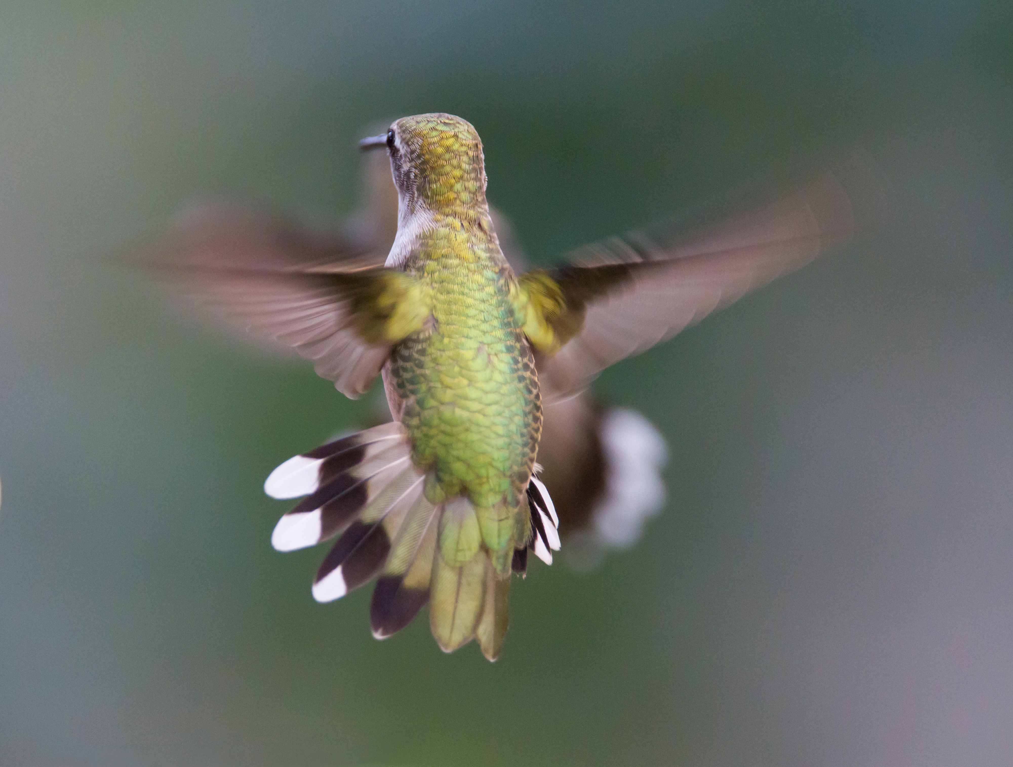 File:Hummingbird Aerodynamics of flight.jpg - Wikimedia Commons
