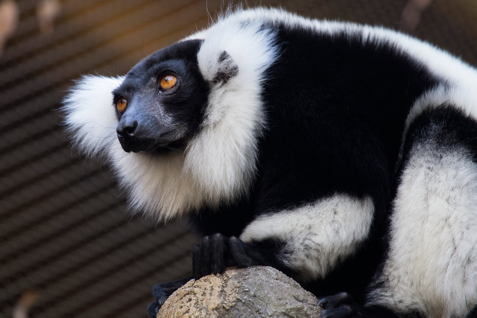 Black-and-white-ruffed Lemur - Zoo Atlanta