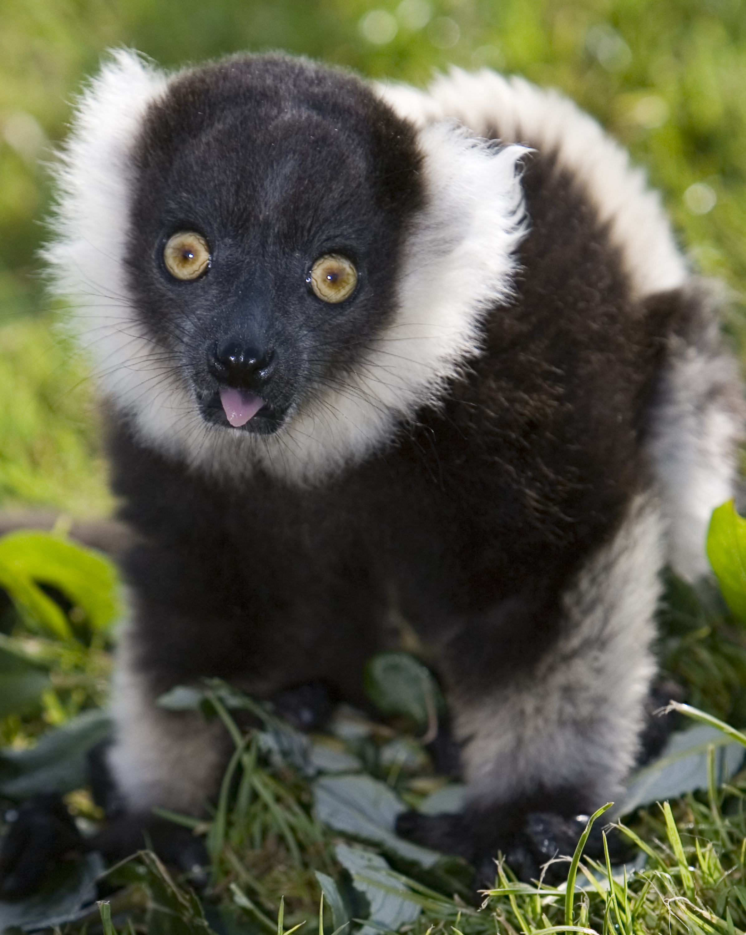 Black & White Ruffed Lemur – Fun Facts & Information For Kids ...