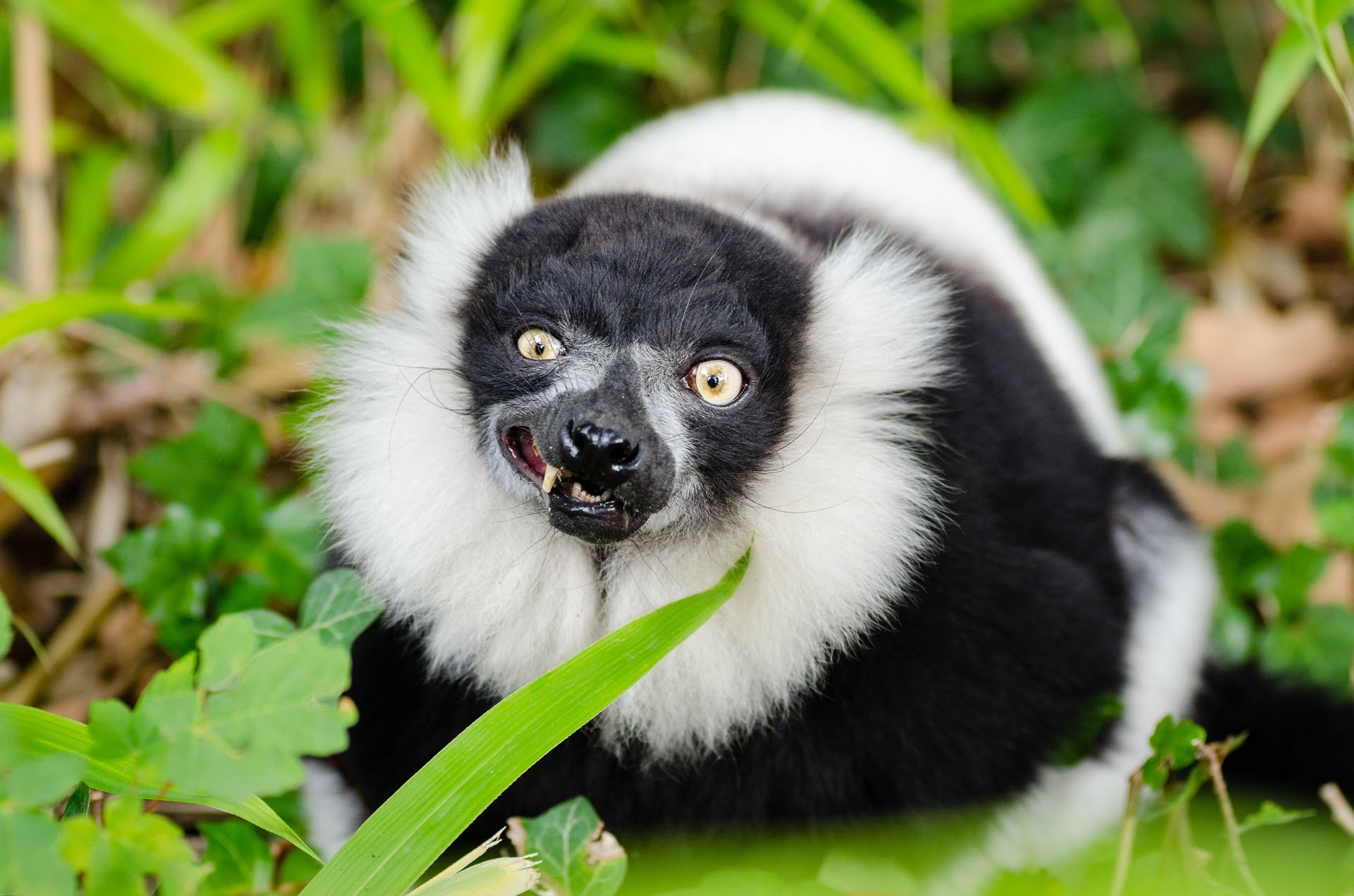 Eaten alive by a black and white ruffed lemur - YouTube