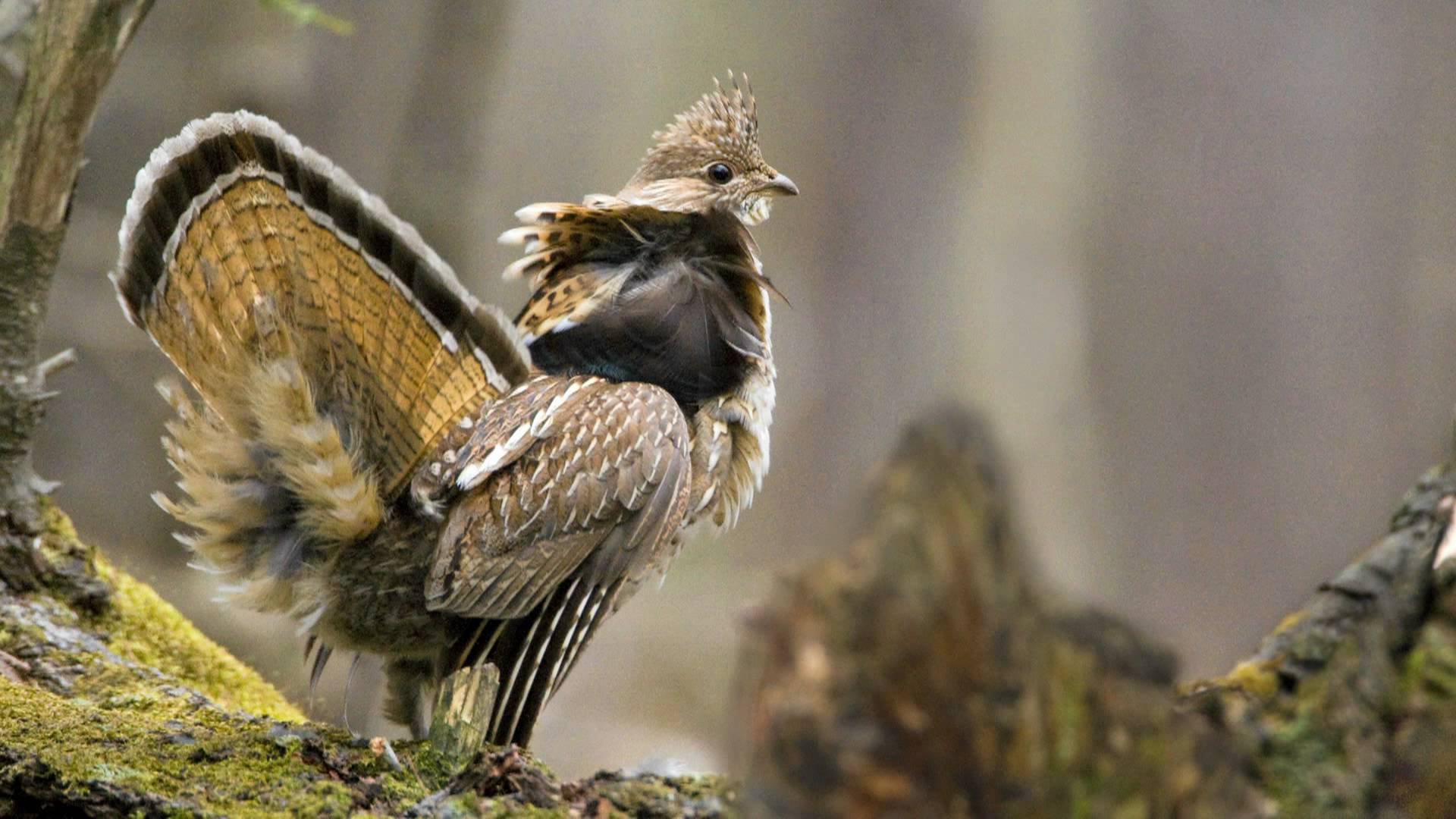 Voices: Ruffed Grouse - YouTube