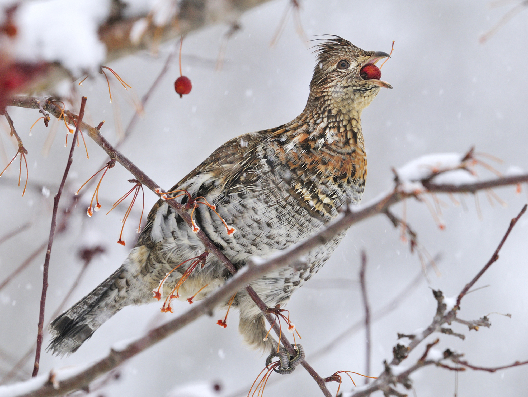 Ruffed grouse need snow for warmth, protection - StarTribune.com