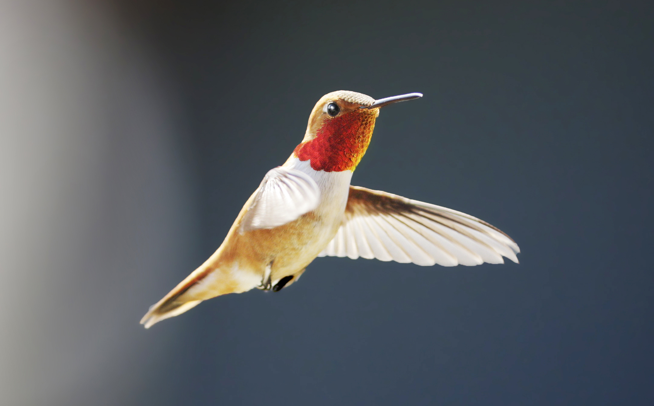 Rufous Hummingbird | The Audubon Birds & Climate Change Report