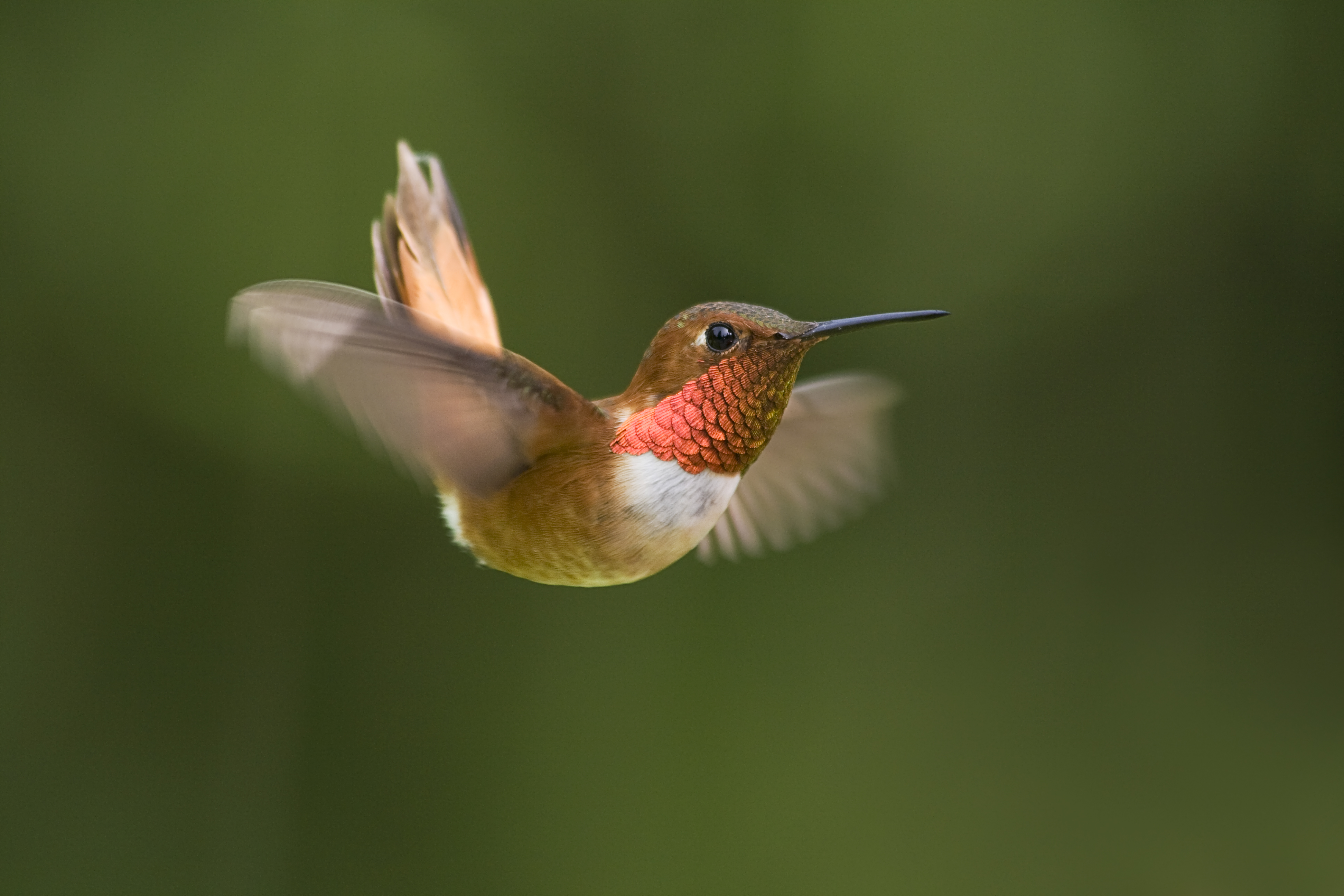 Rufous Hummingbirds Turning Up in Unusual Places | Audubon