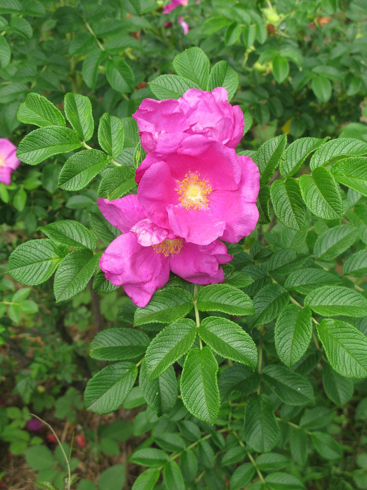 Rosa rugosa - Wikipedia
