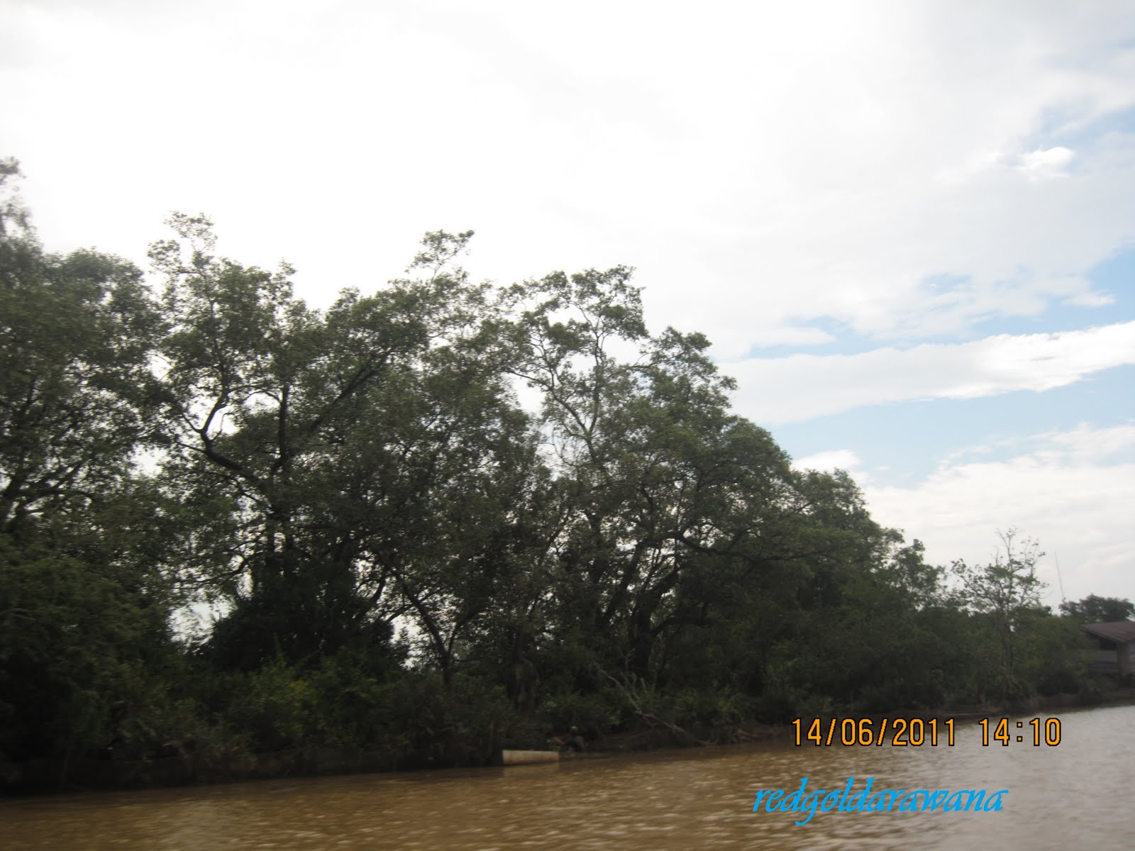 redgoldarawana: River and Life (Batang Mukah)