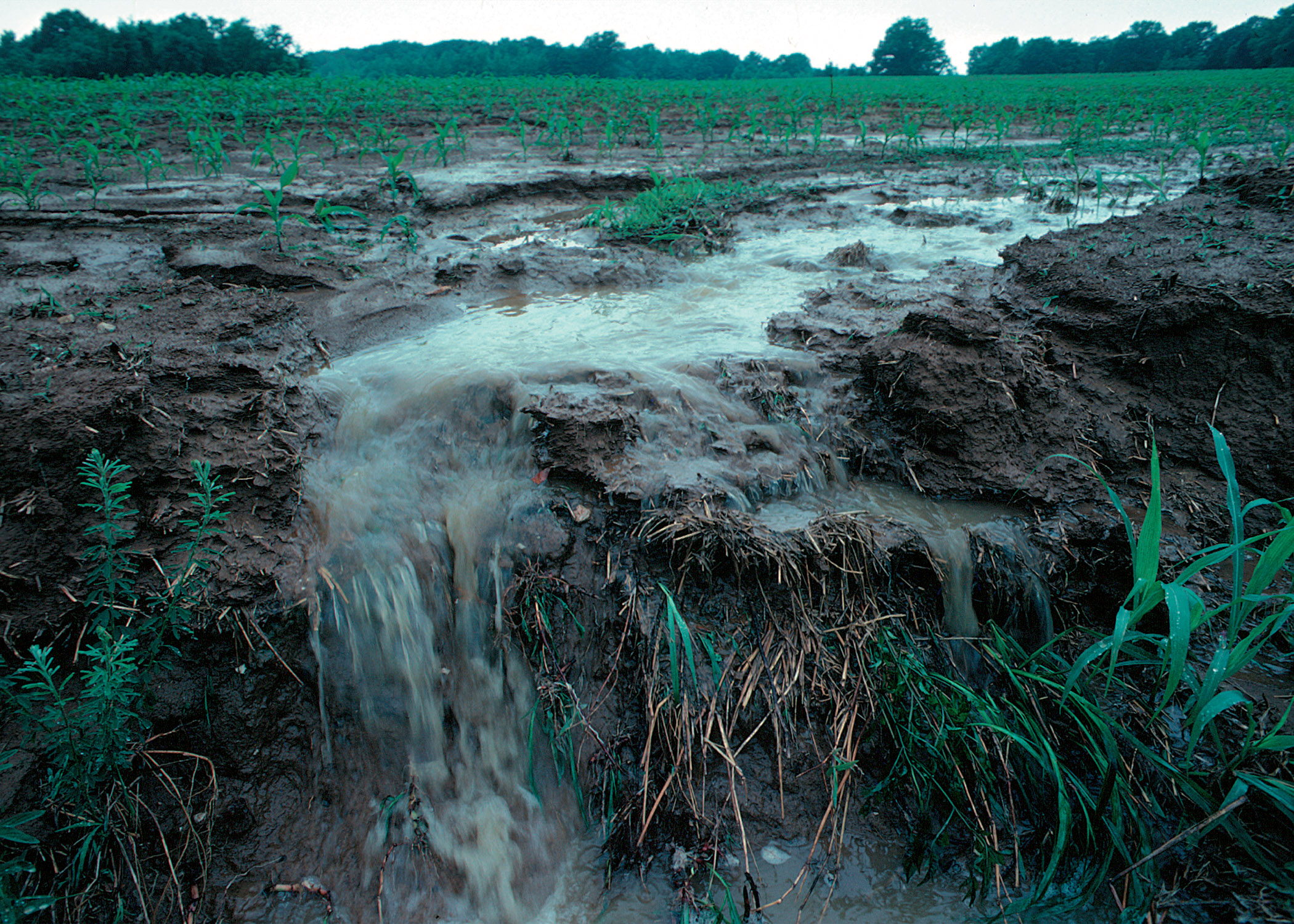 File:Runoff of soil & fertilizer.jpg - Wikimedia Commons