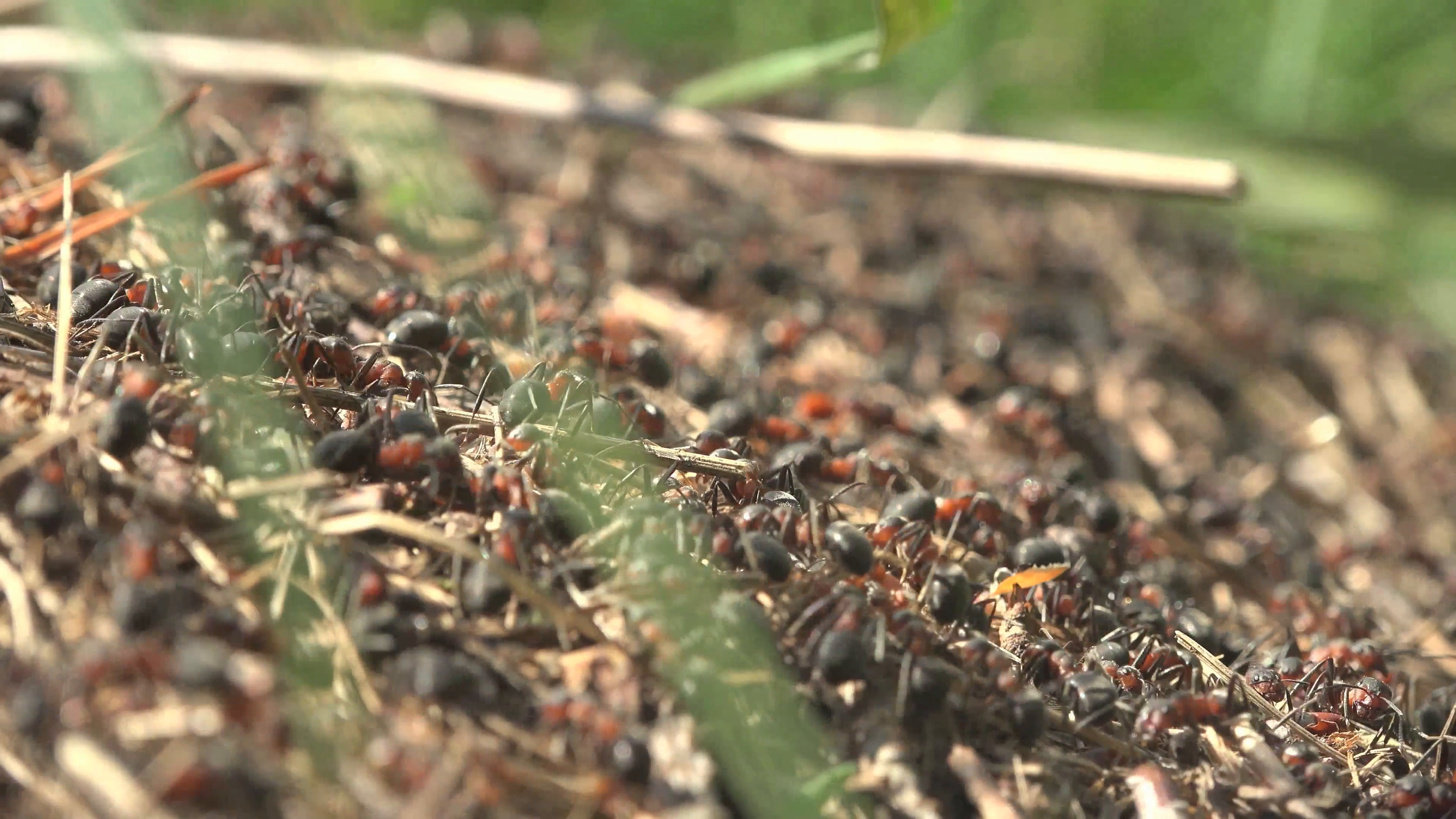 Ants Running Around The Anthill Work 4K Macro Stock Video Footage ...