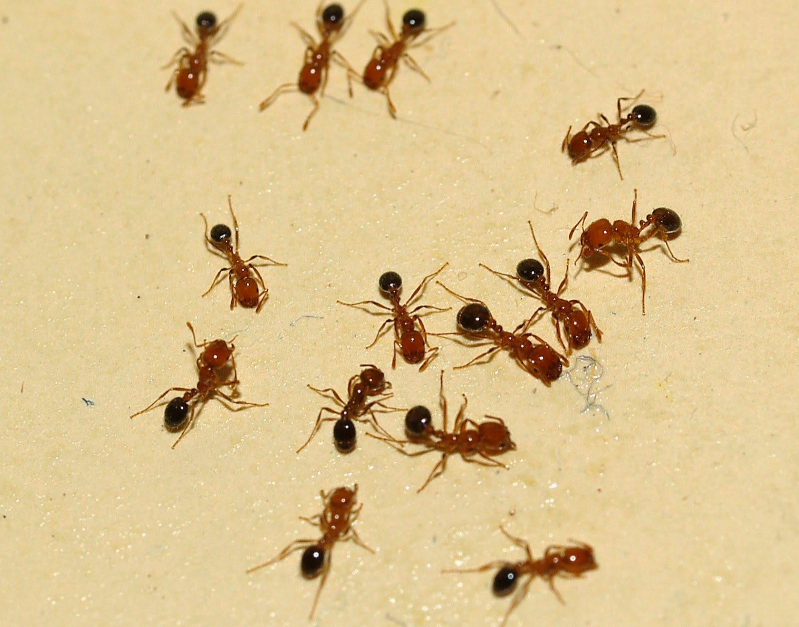 Arizona: Beetles, Bugs, Birds and more: Fire Ants in Arizona: No ...