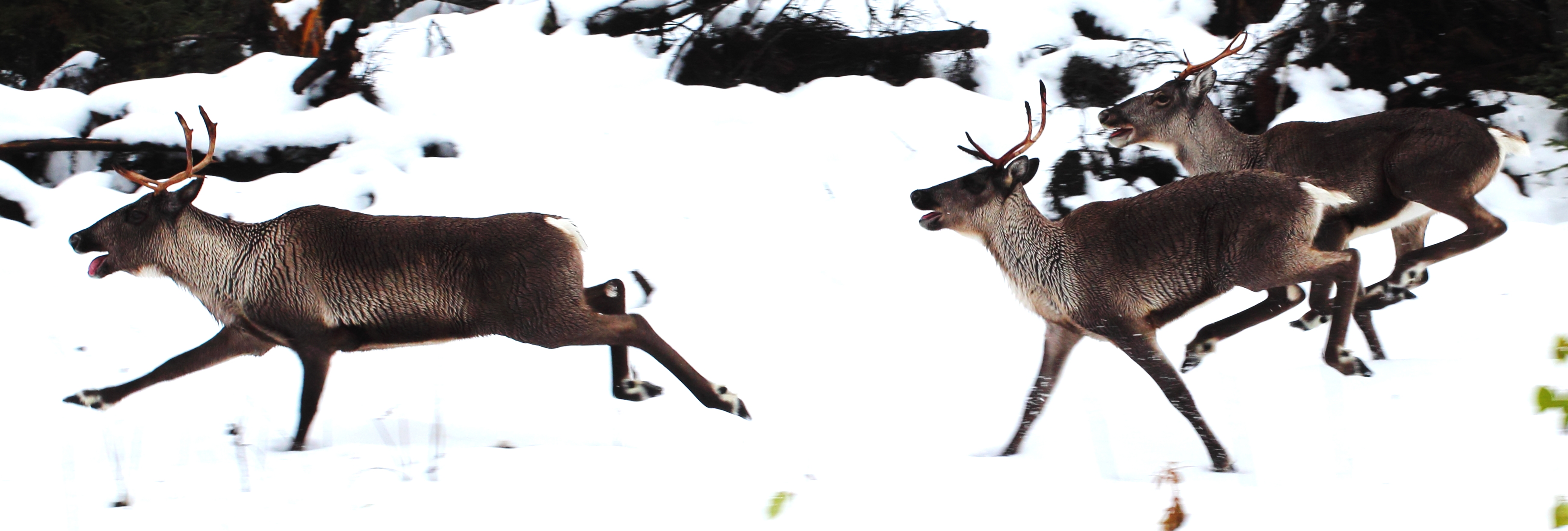 Running caribou photo
