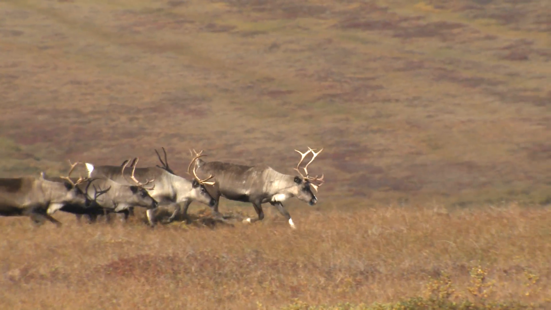 Caribou Herd Running Fall Stock Video Footage - VideoBlocks