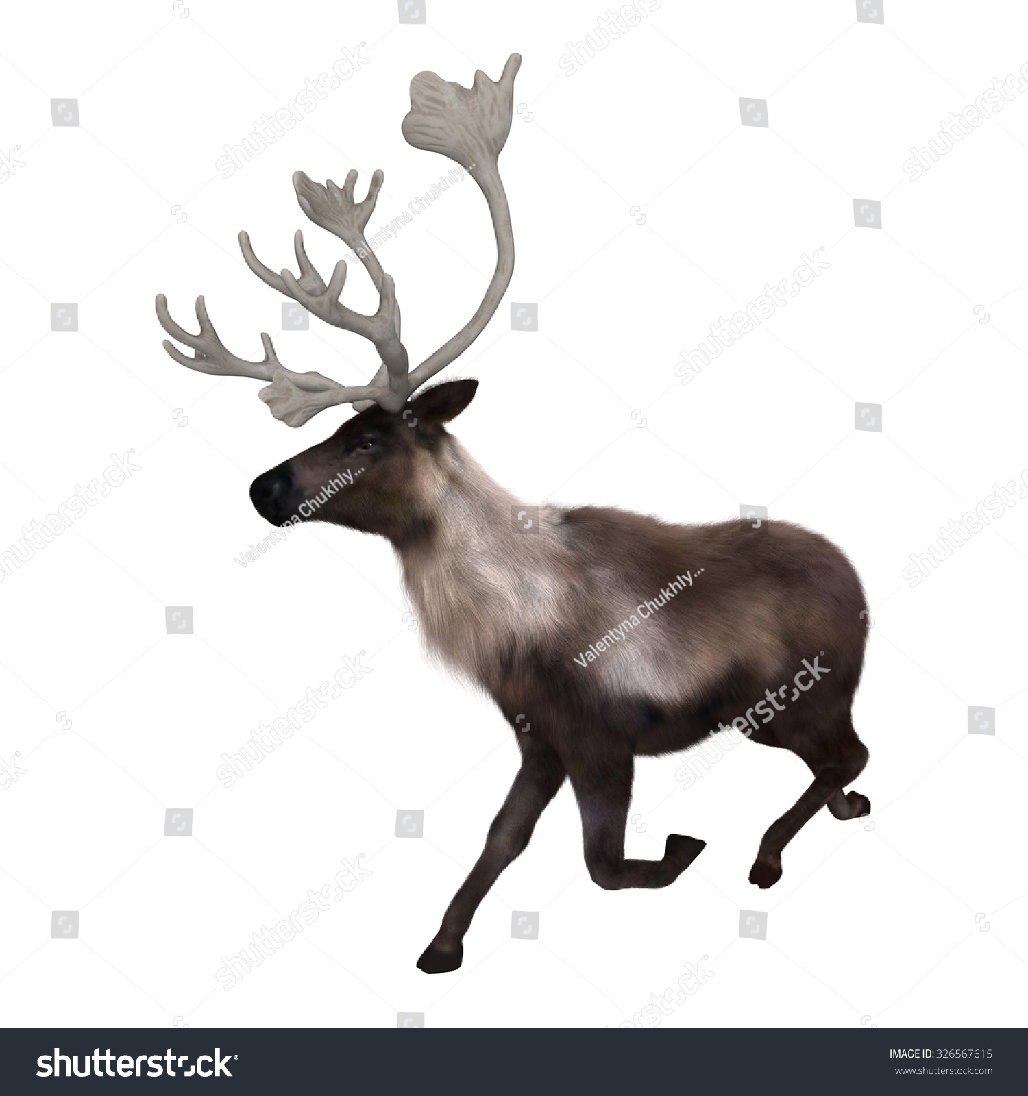 3d Digital Render Caribou Running Isolated Stock Illustration ...