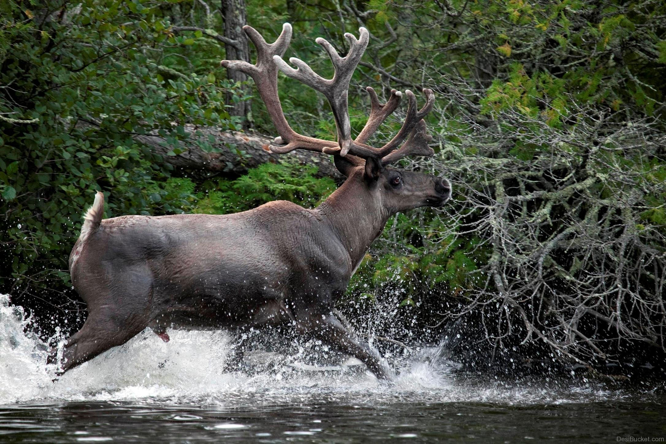 Caribou Running in Water | DesiBucket.com